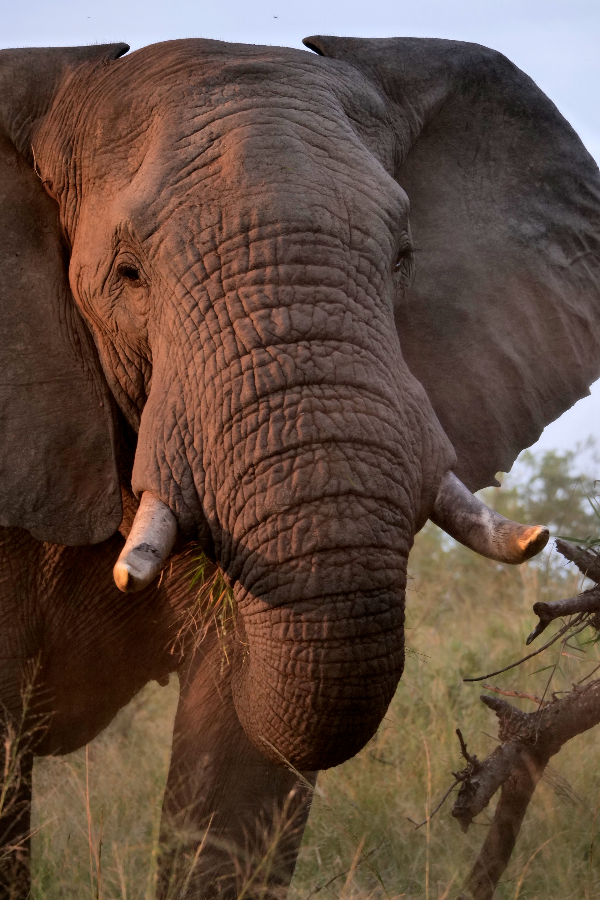 Olifant