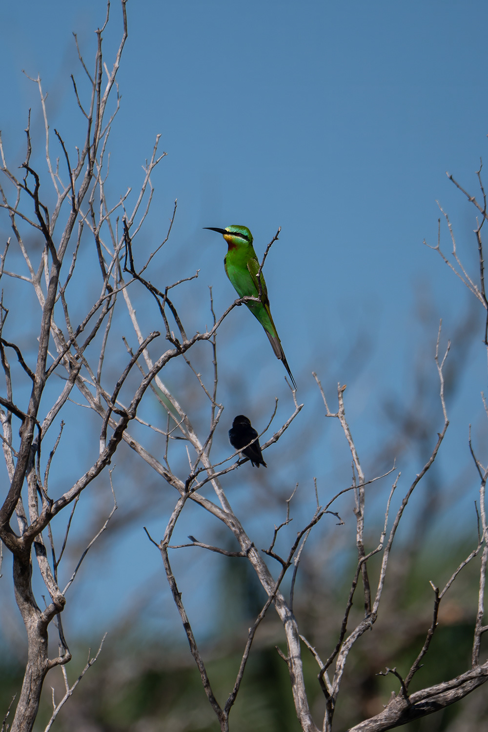 Groene bijeneter