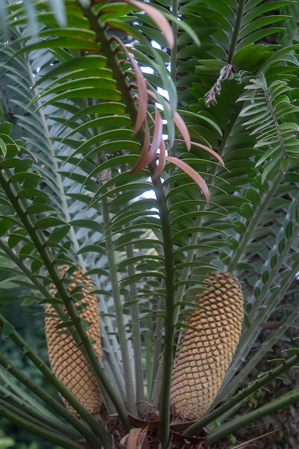 Encephalartos manikensis