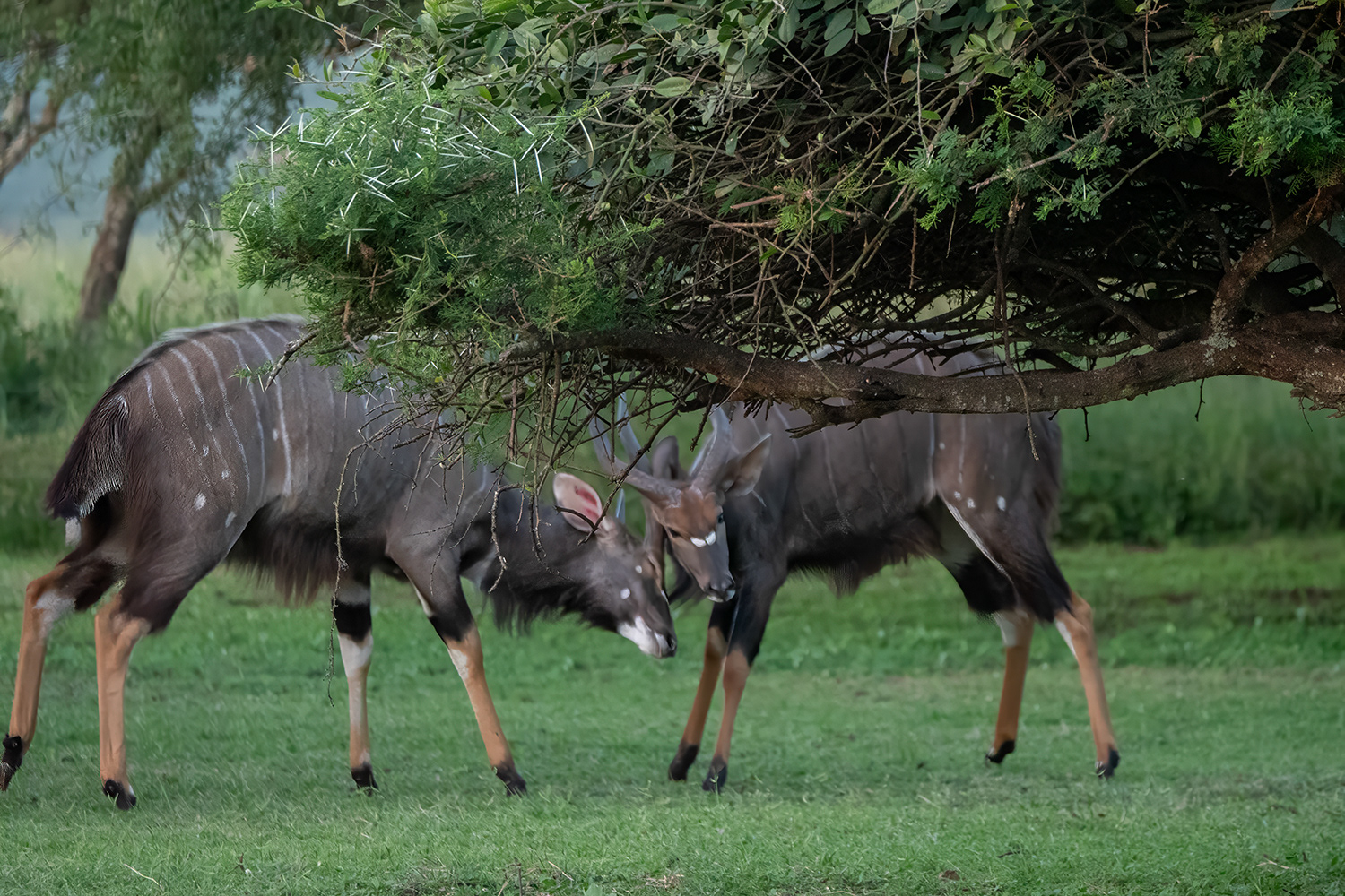 Nyala
