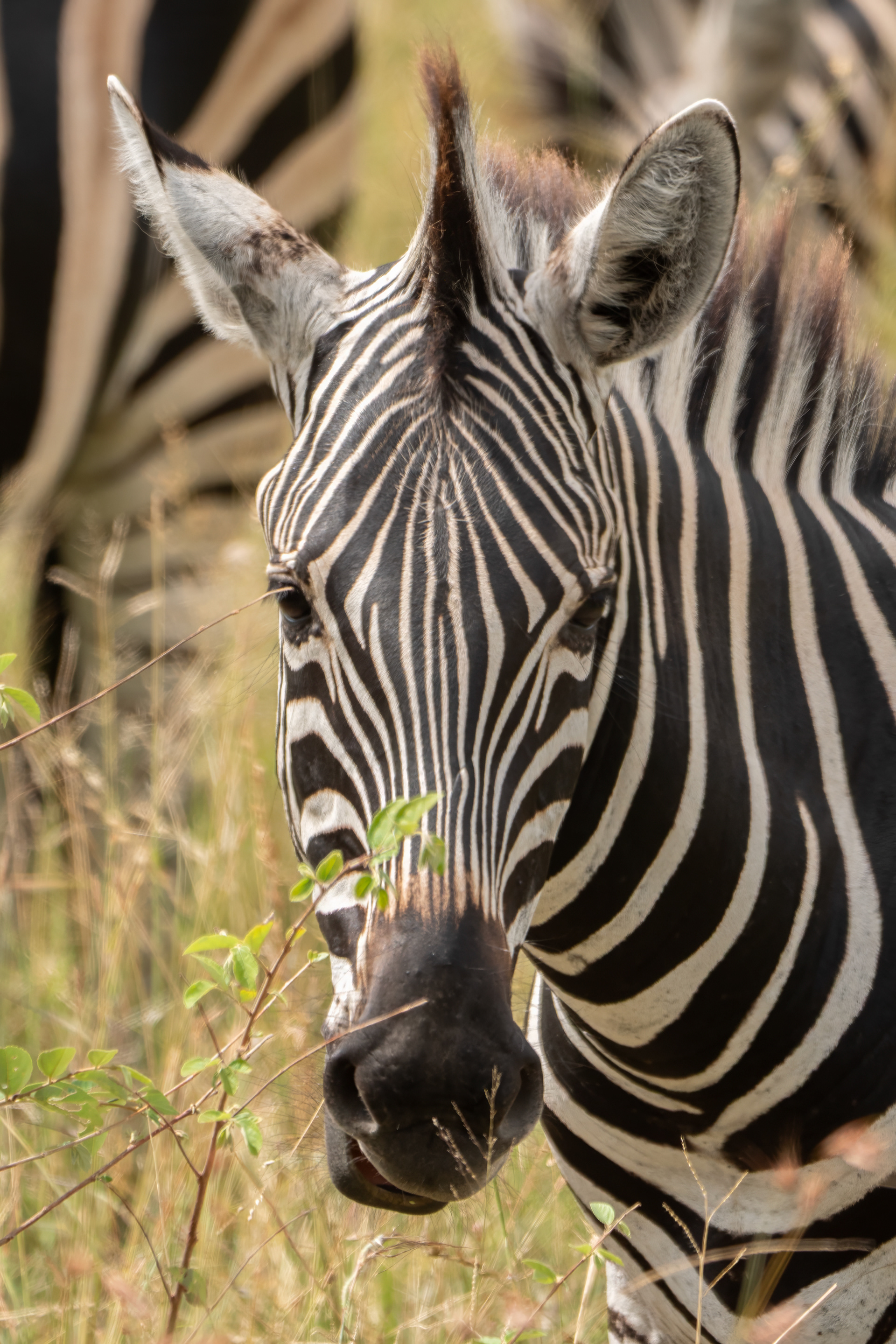 Zebra