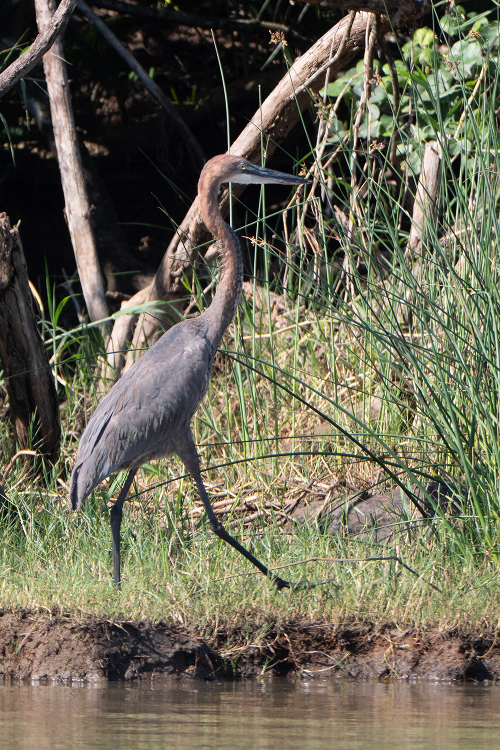 Purperreiger