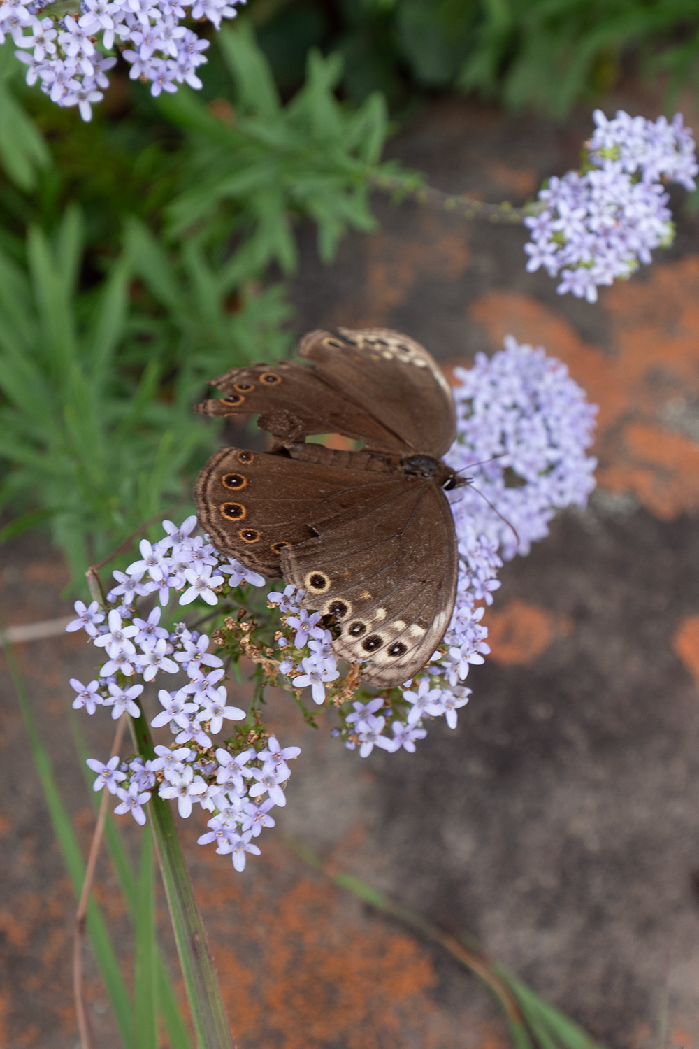 Woodland Brown