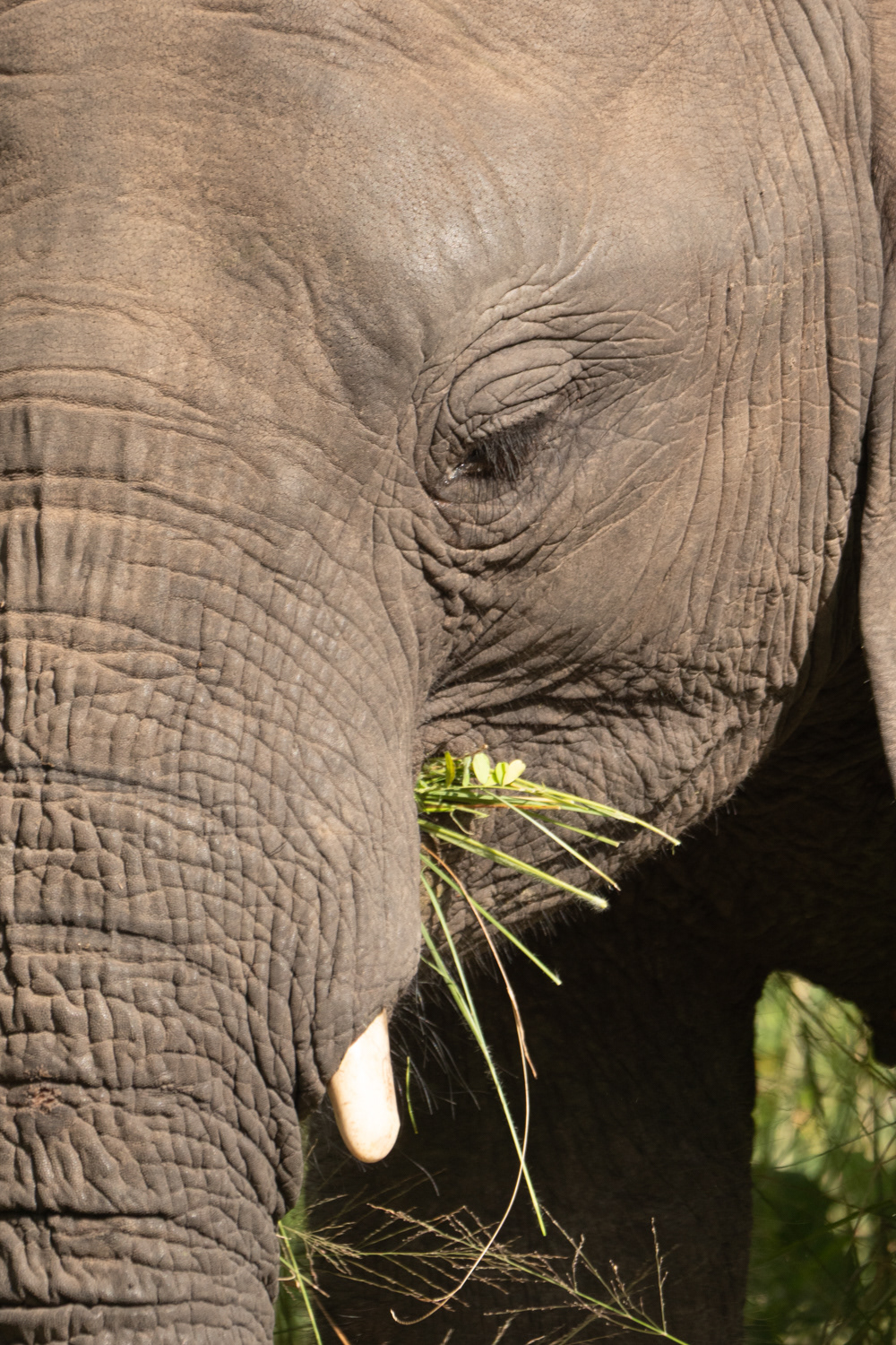 Olifant