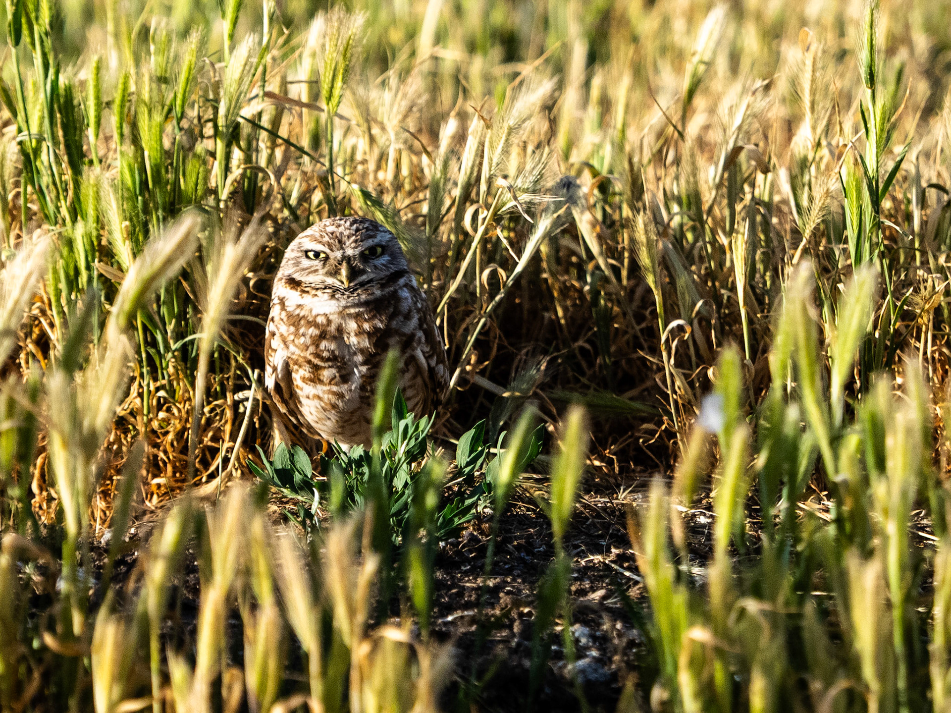 I took a friend out to Antelope Island this evening to see the spotted owls. She was not disappointed. This little one was a little camera shy, but we were able to make it work.