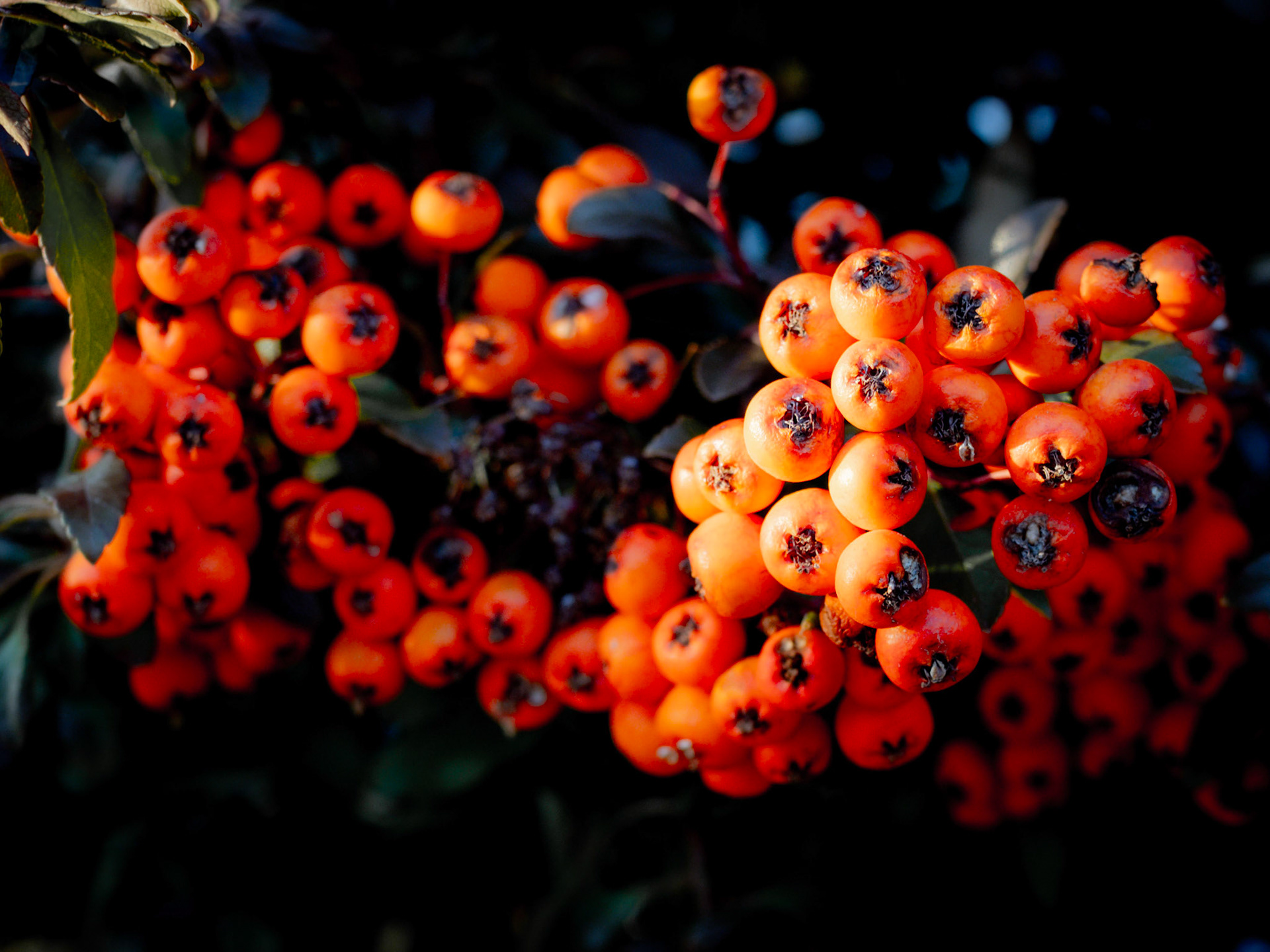 8/365 Firethorns