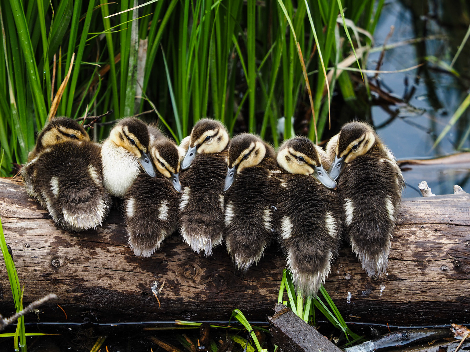 I took the Grands up to Silver Lake this morning looking for a moose or two. But all we found was these cute ducklings snuggling.