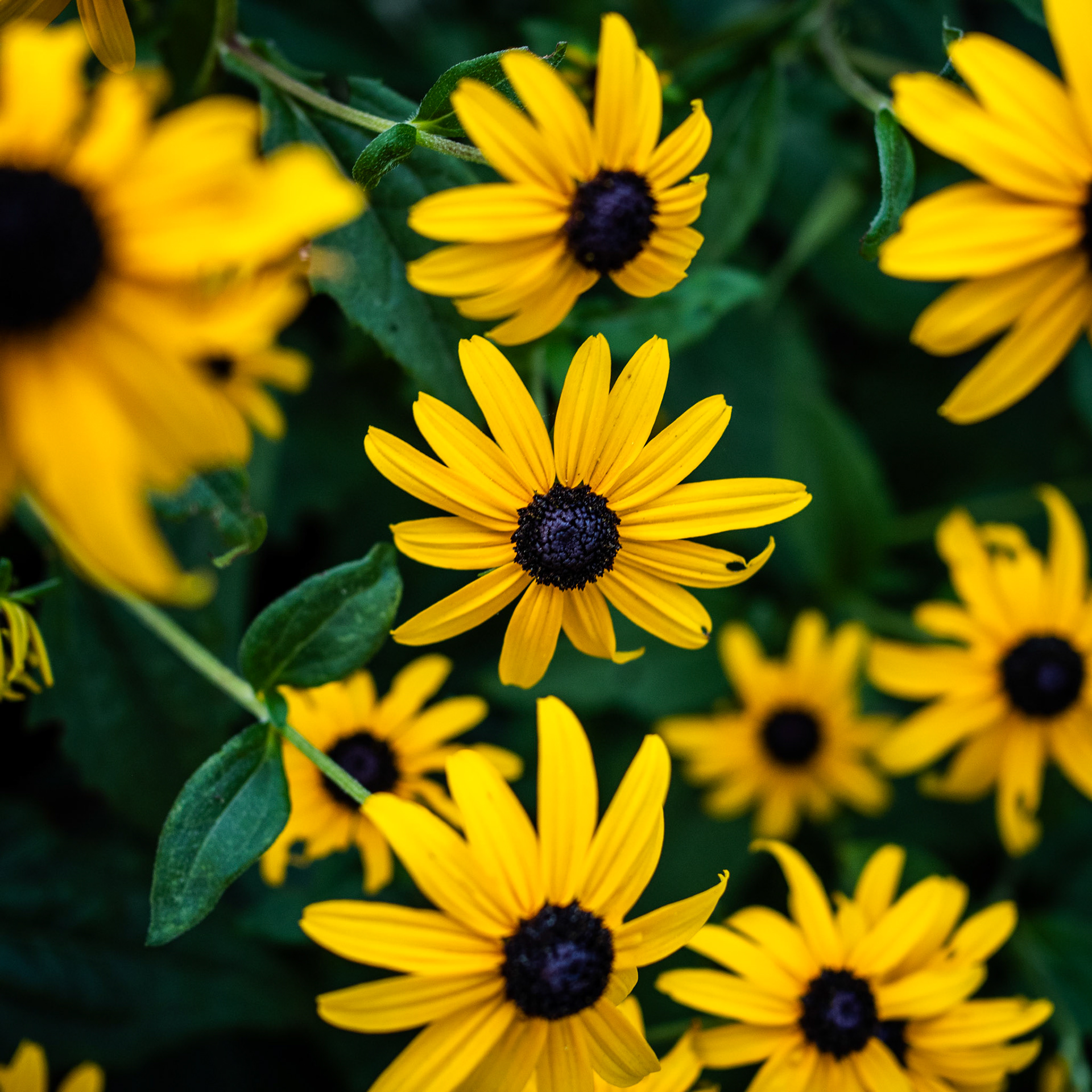 Yes it is, Just Another Flower Picture.