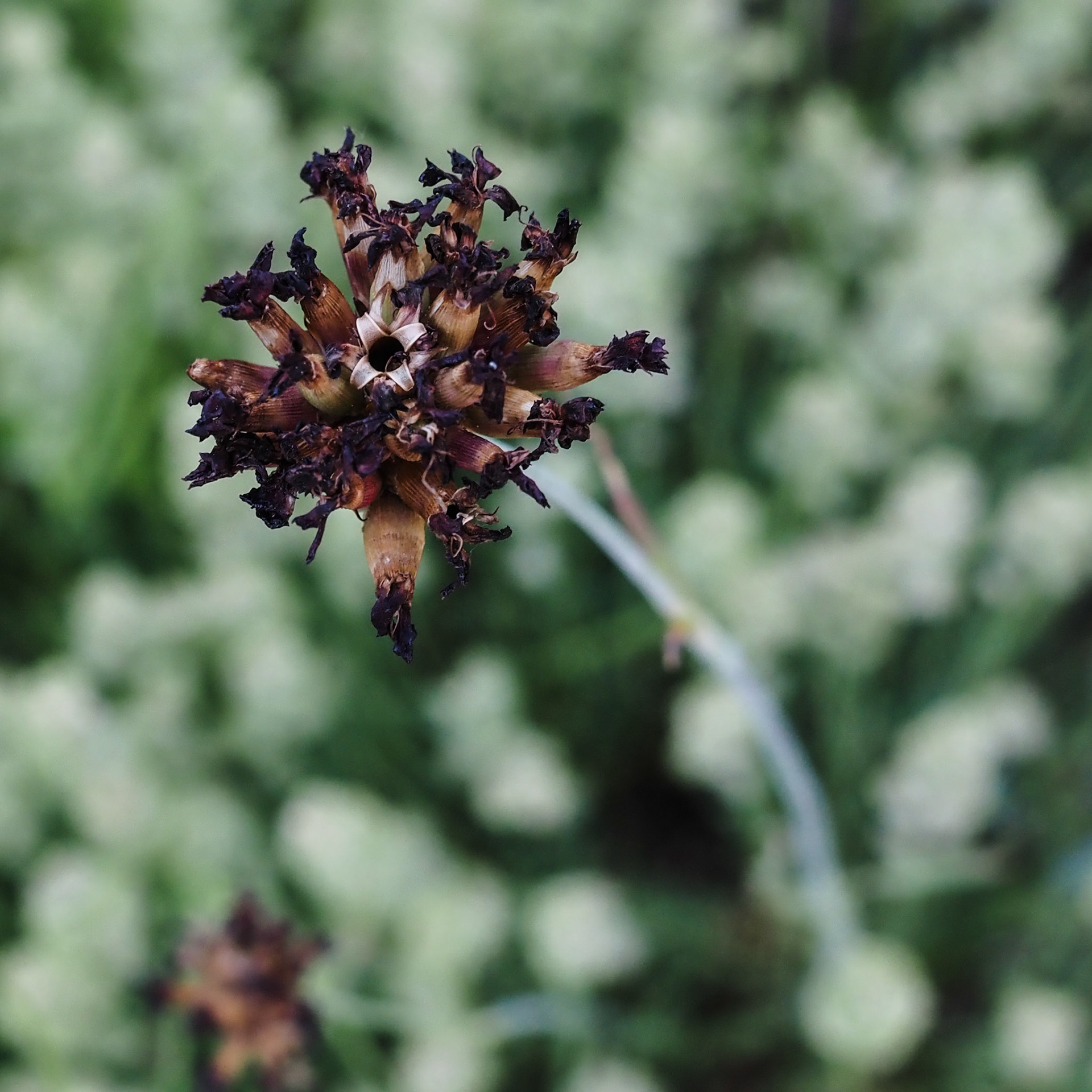 I captured a picture of this particular flower a little over a month ago. Back then it was red. Now, not so much.