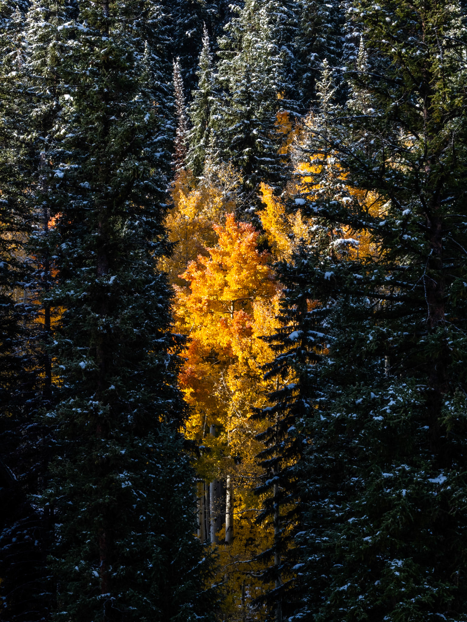 While Friday and Saturday's storm brought some much needed rain and snow to the Wasatch Front, the fall colors in Big Cottonwood Canyon are amazing. Add a little snow and it frosting on the...