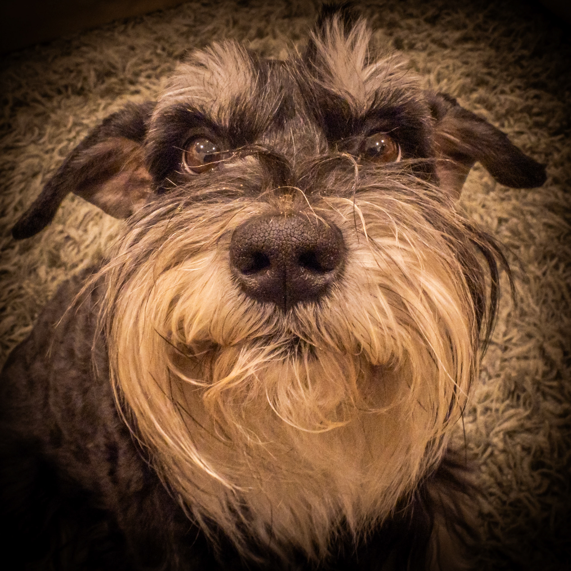 When you are a Schnauzer, what better place to store your crumbs than on your nose.