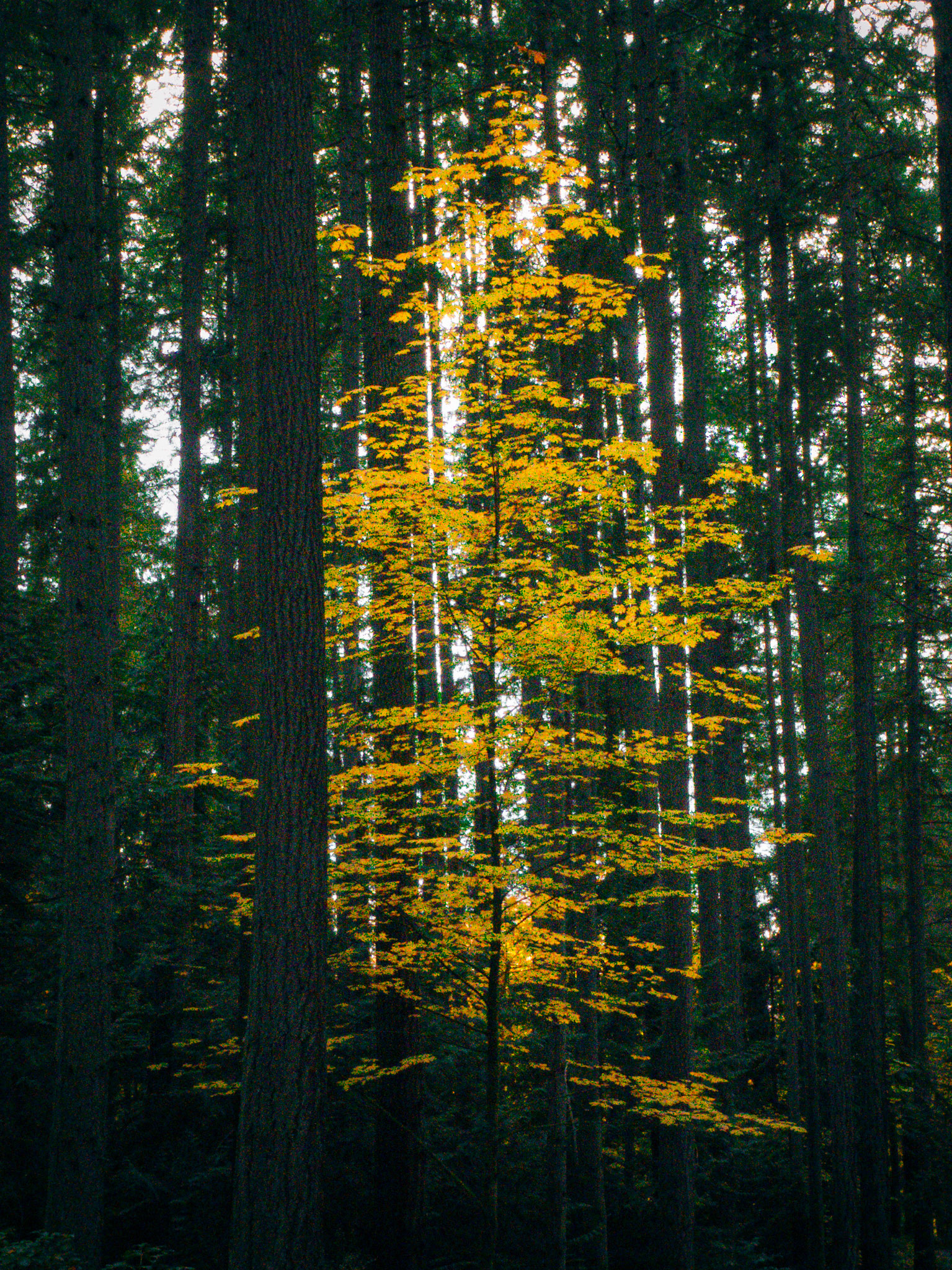 I am loving the contrast of these yellow leaves deep in towering evergreens.