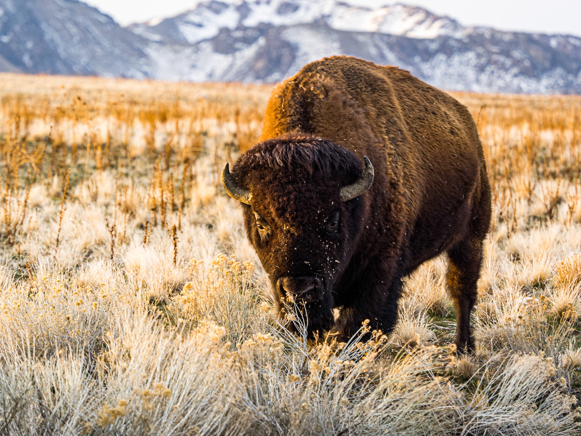 I can't tell if this bison is tired of being photographed, or deciding if my little truck, with me in it, is worth the effort.