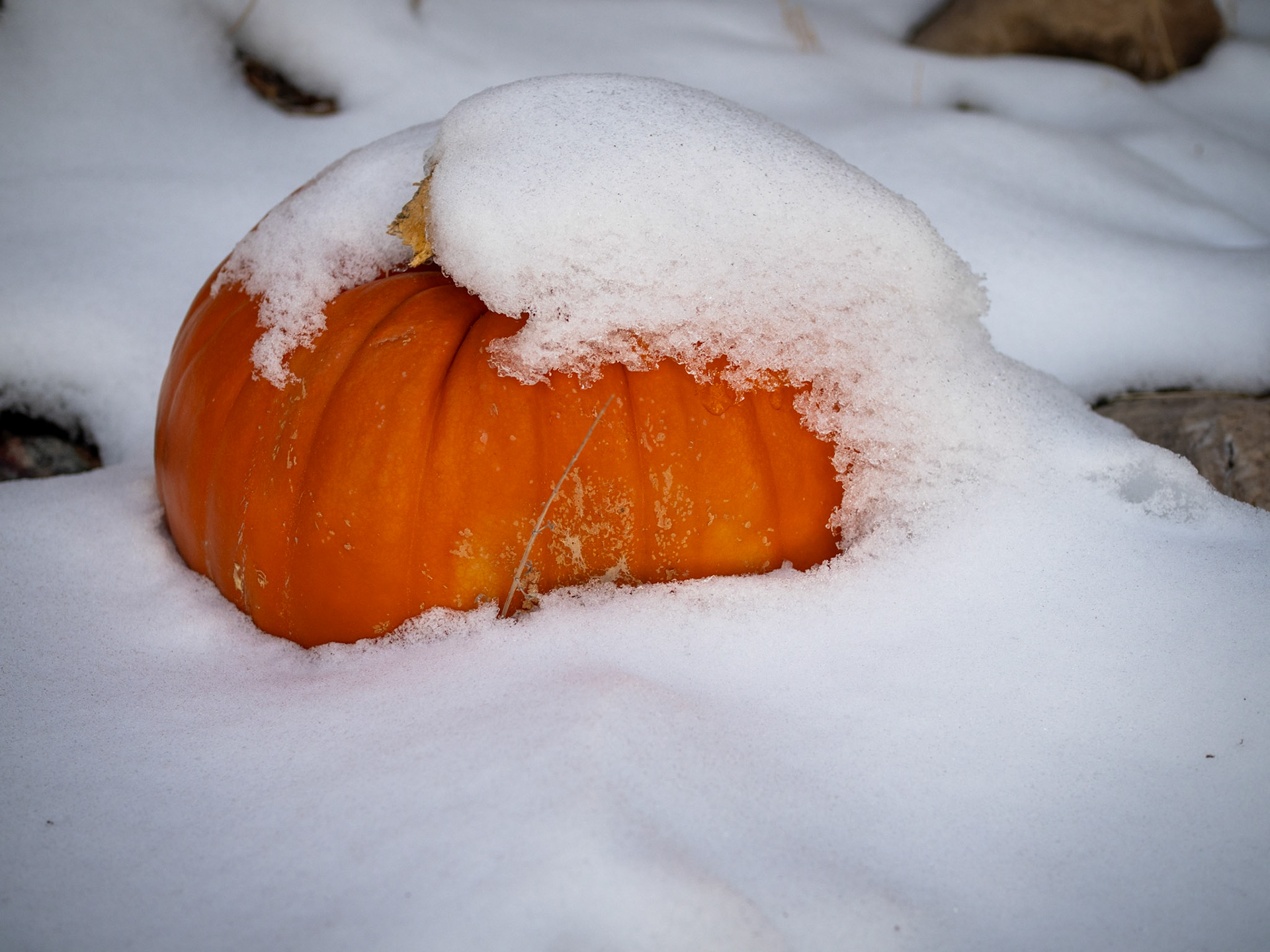 15/365 Snow Peaked Pumpkin