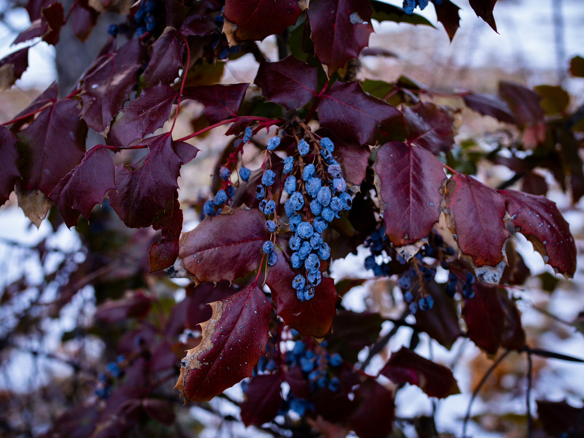 13/365  Oregon Grape