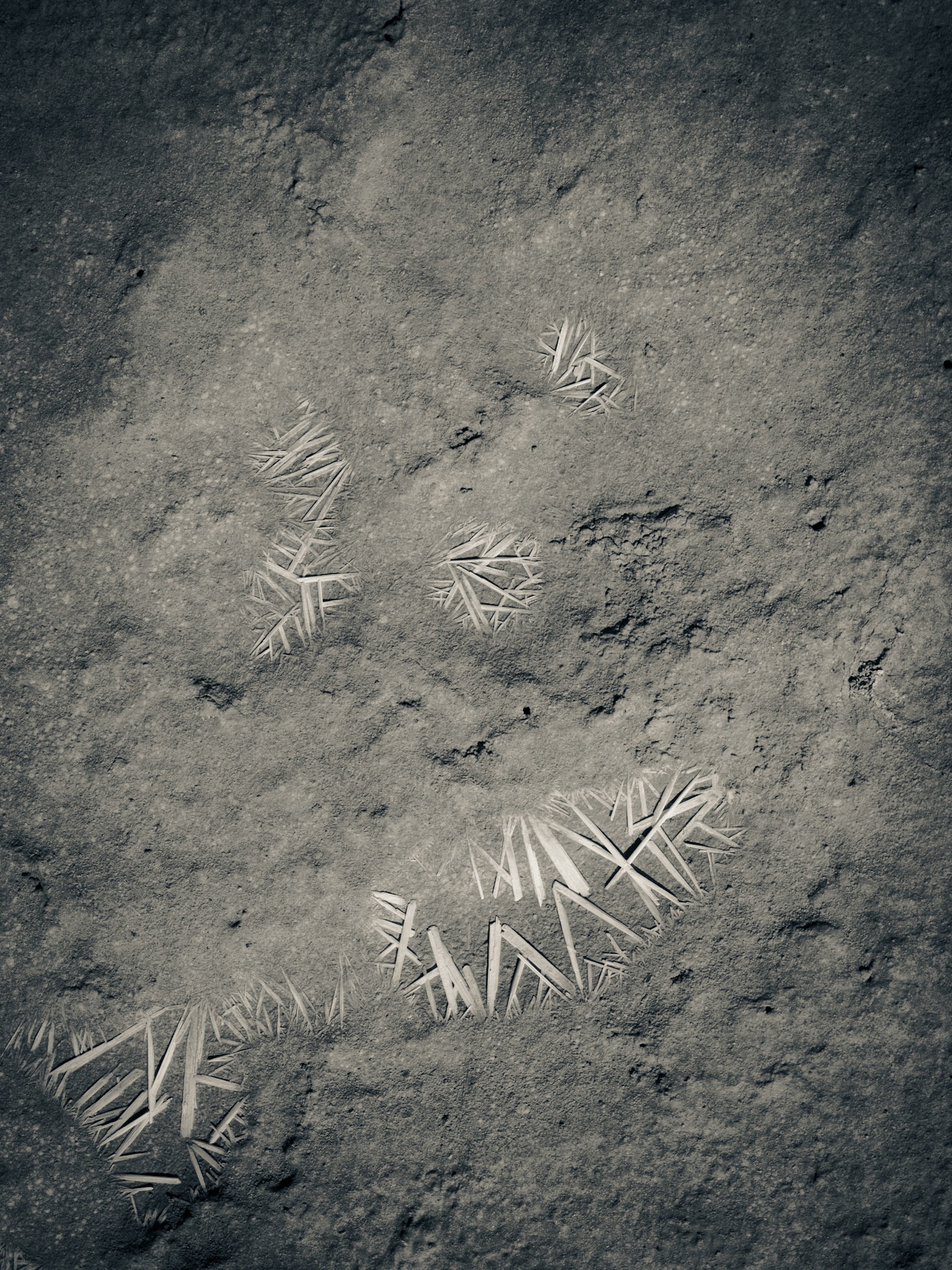 We got last minute tickets to a play, so there was no time for a picture. Here's one I captured last Friday. They are, what I believe to be salt crystals that appeared after someone stepped in the mud along the shore of the Great Salt Lake.