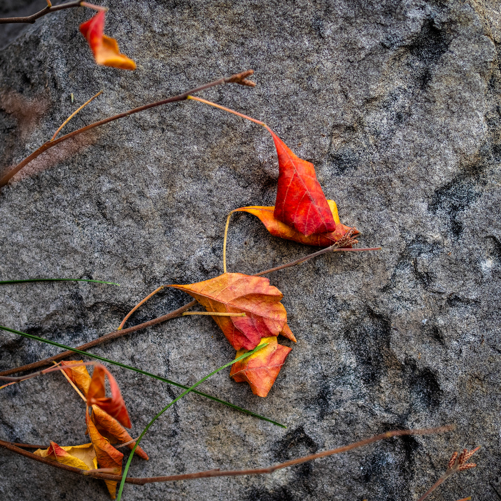 Today's photo safari didn't go beyond the front yard.