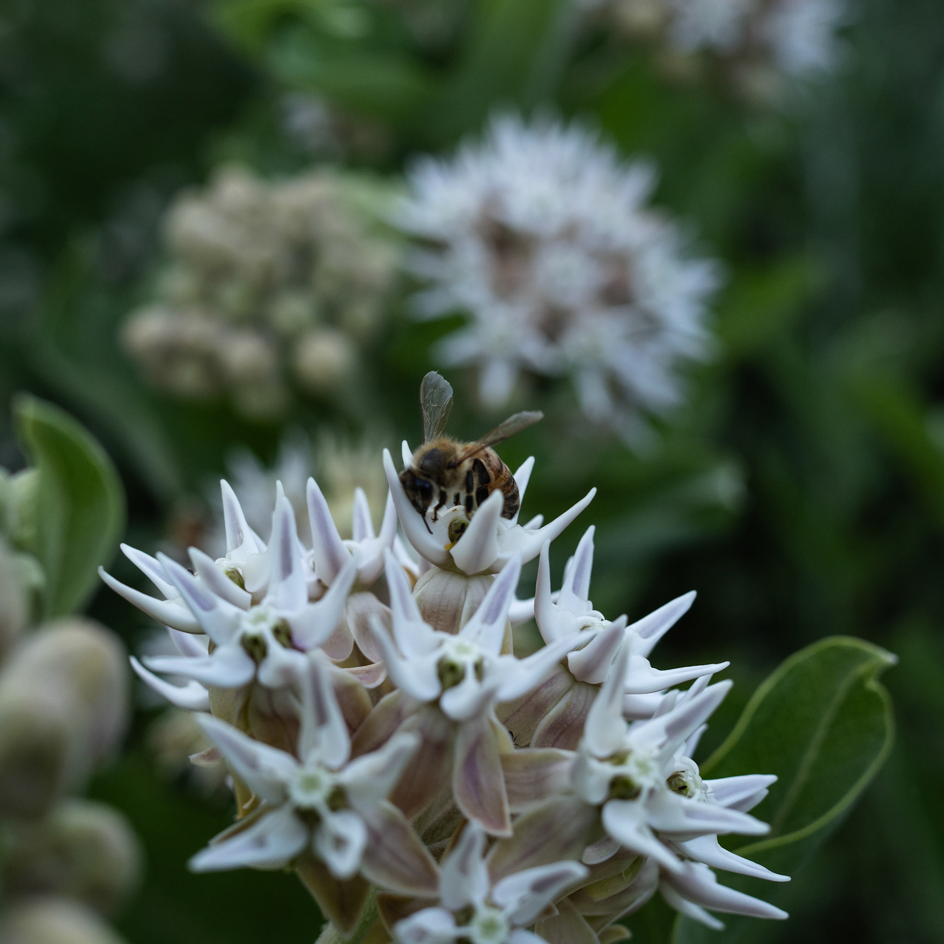 A bee, doing bee things.