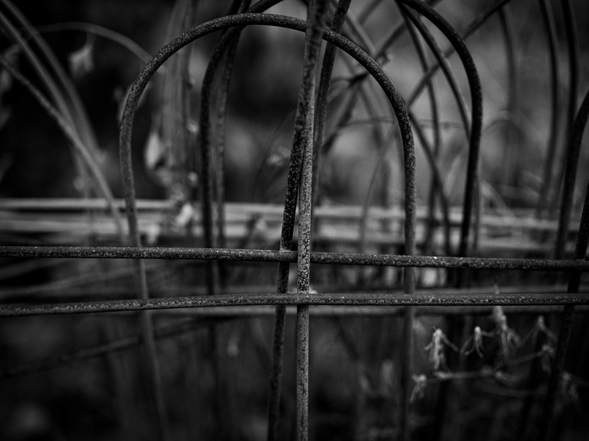 Yaya is a great goose who live near us. These are some fence pieces and parts in her yard.