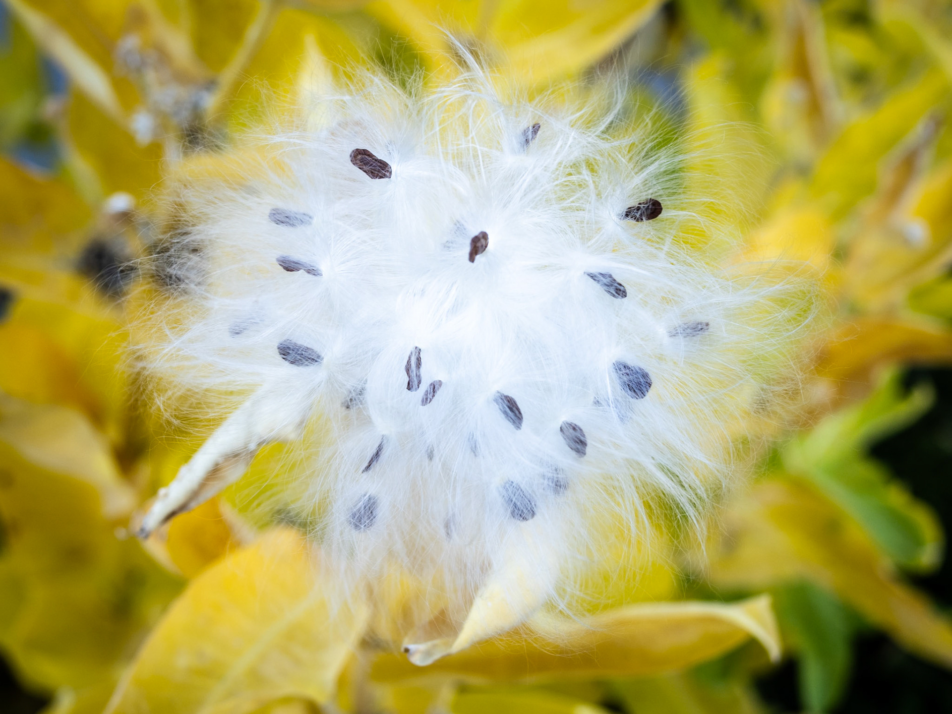 Another milkweed picture tonight, this time with a fall emphasis.