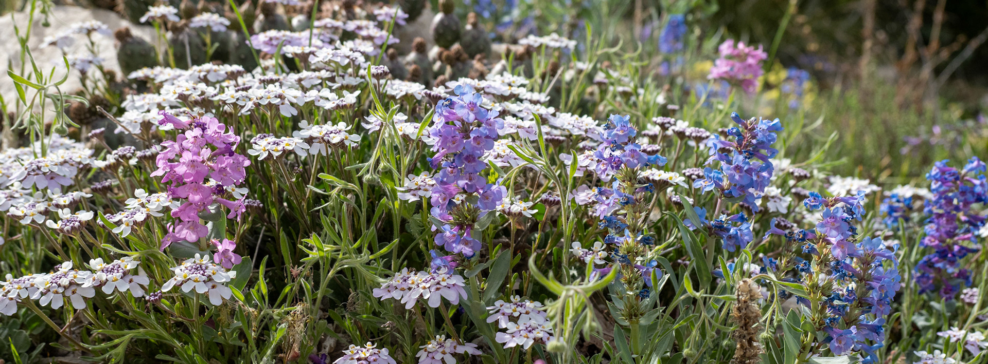A shot of a wide variety of flowers in my neighbor's yard. Flowers may be getting old, but it's that time of the year.
