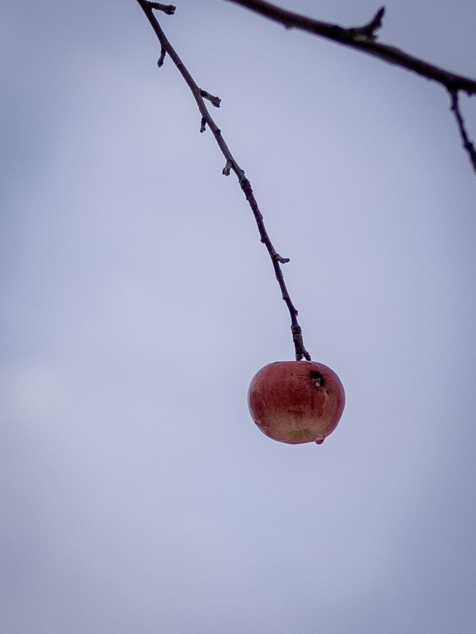 6/365 Hanging On