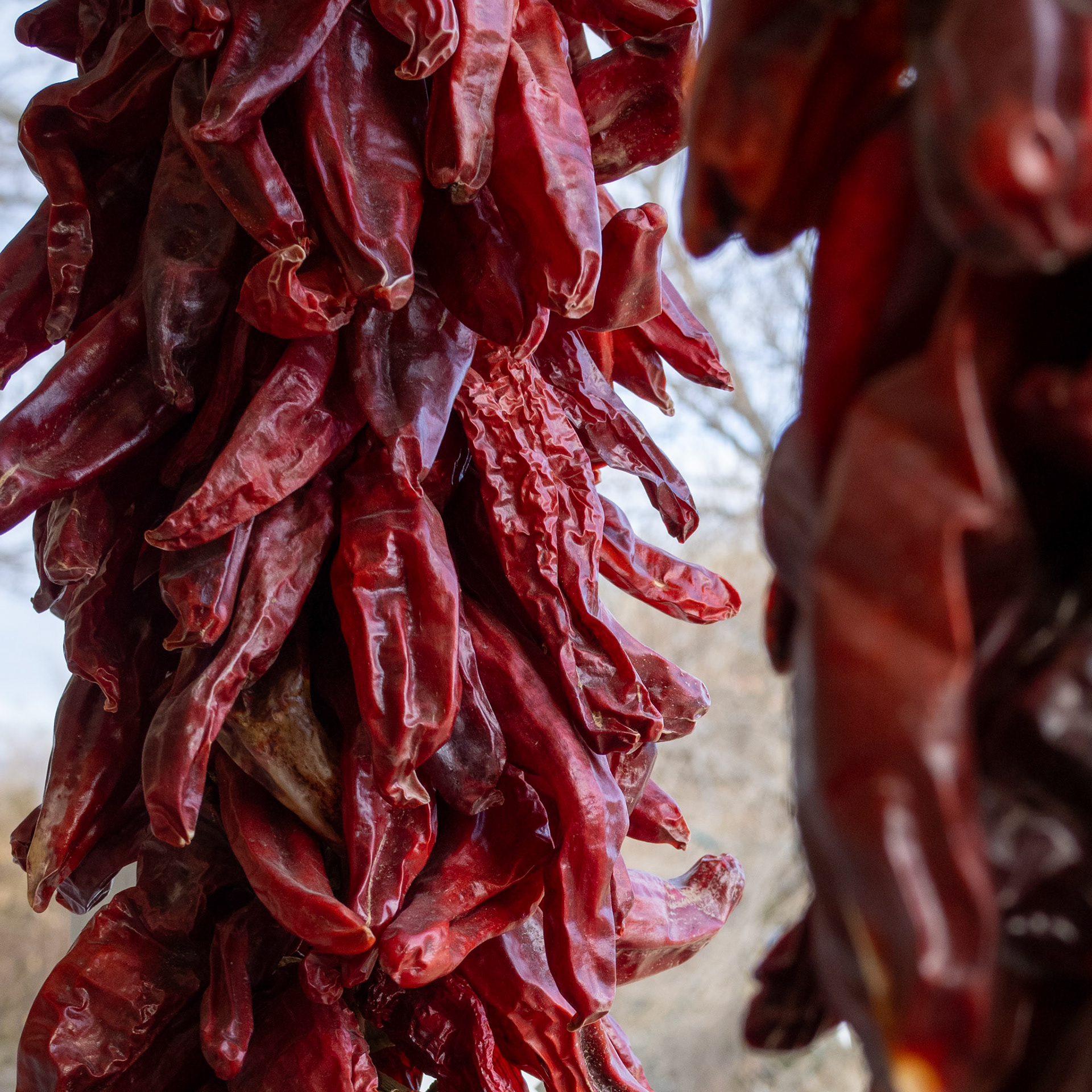 19/365 Chili Ristra