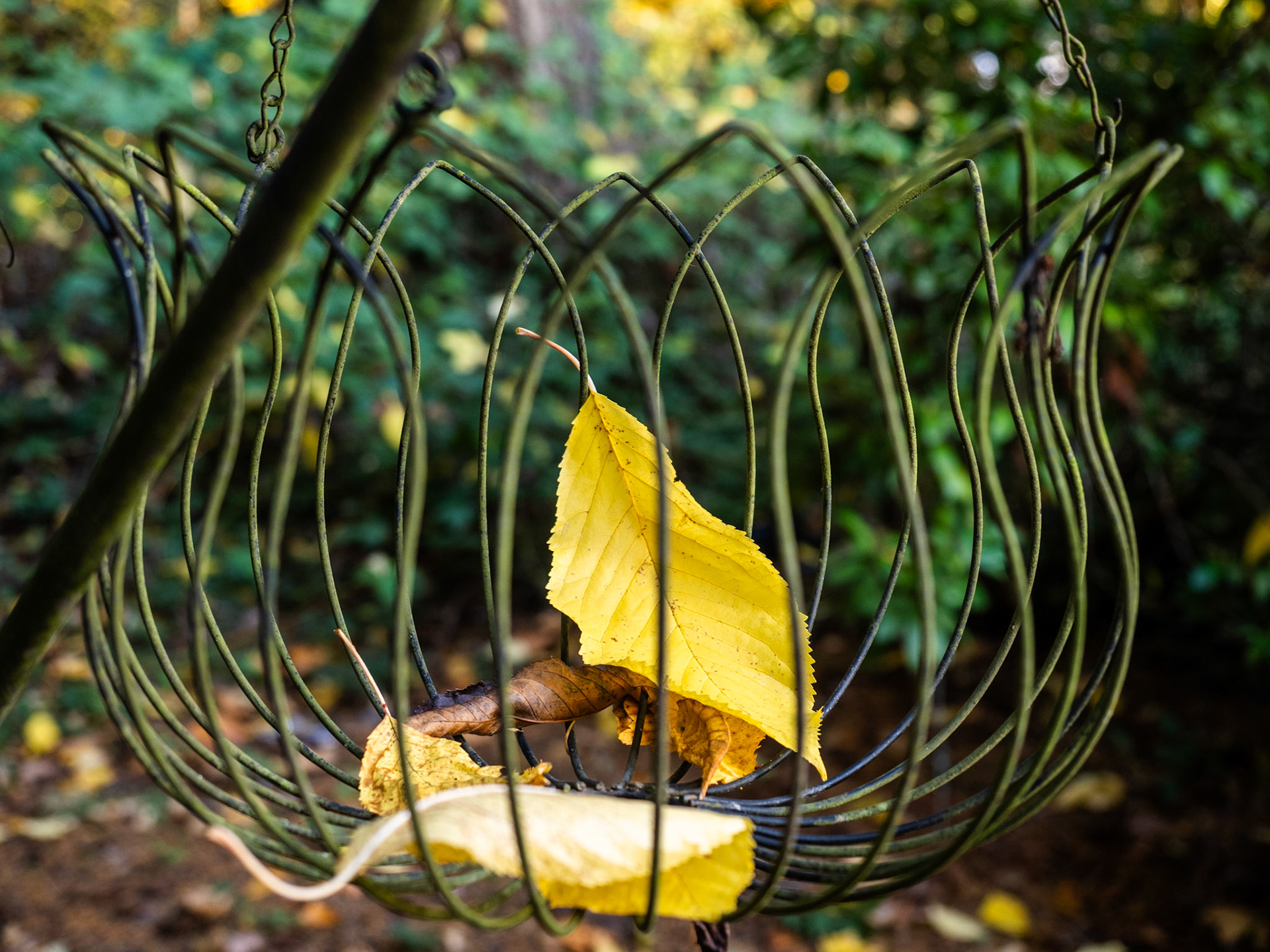 And the leaves keep on falling. On the ground, on the stairs, on the cars and even in baskets.
