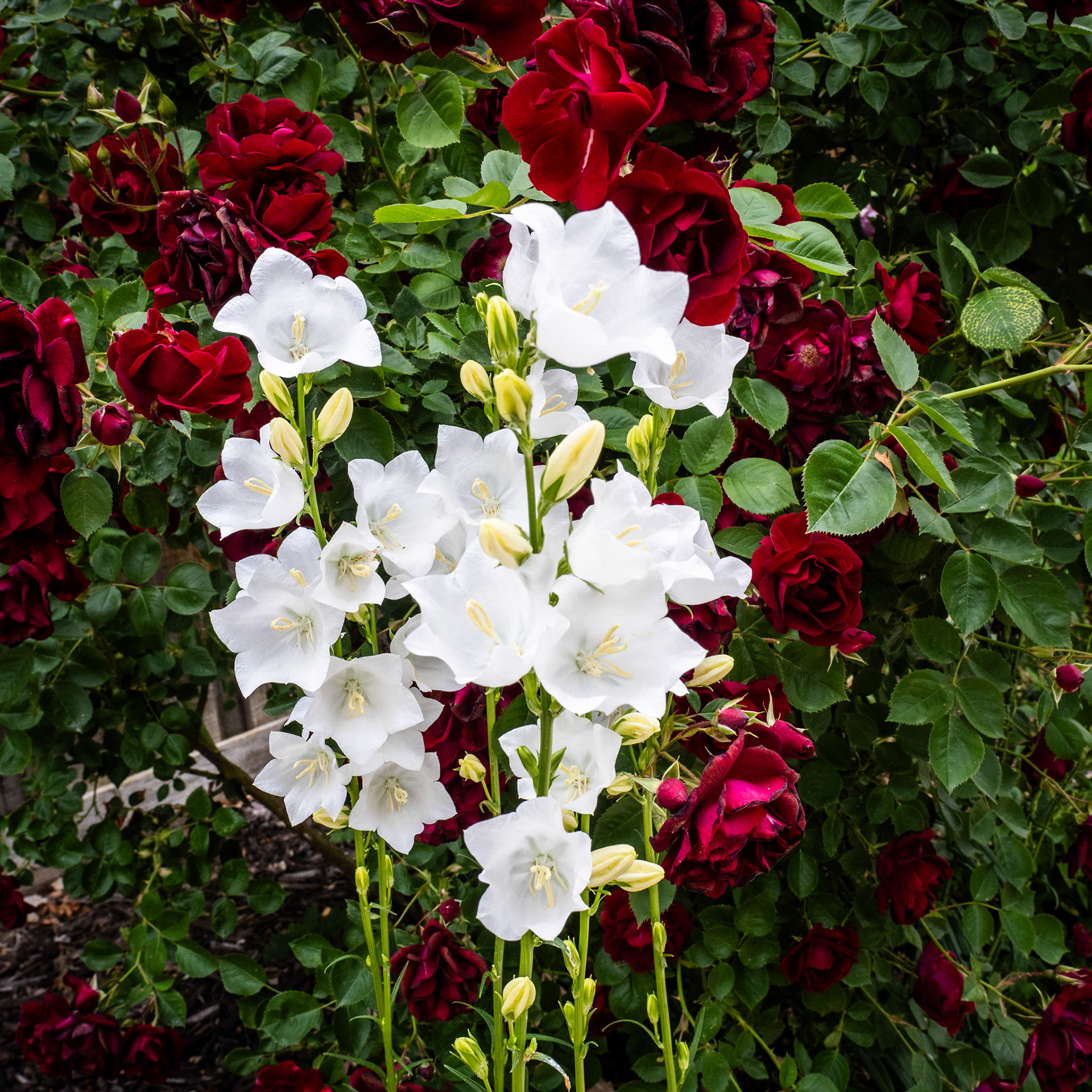 Today's picture is of some Tussock Bellflowers in a bed of roses.