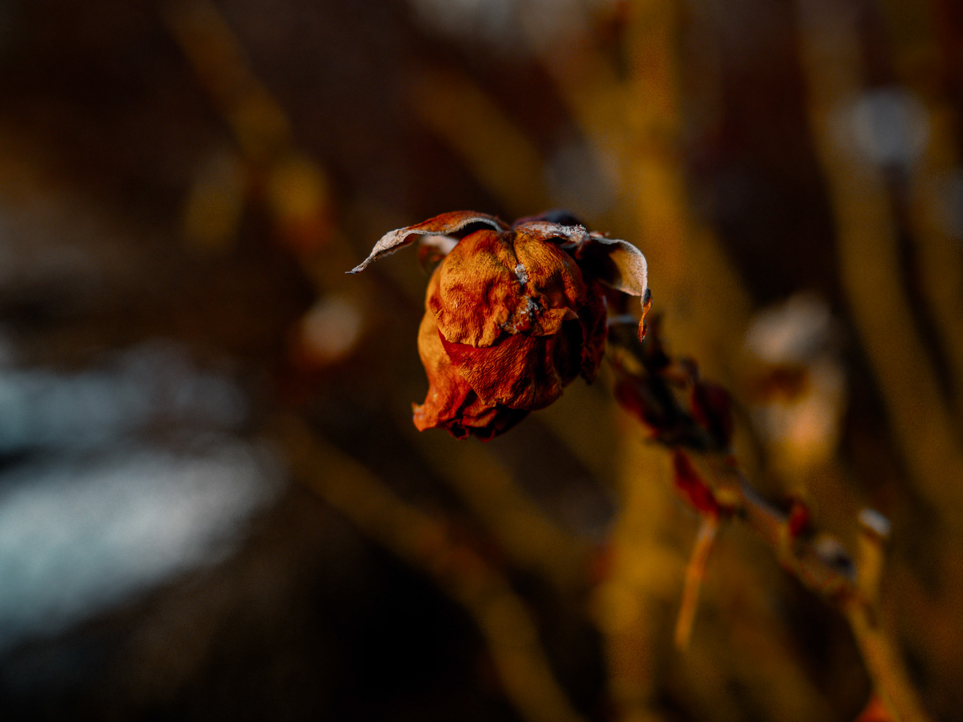 79/365 Dragon Head