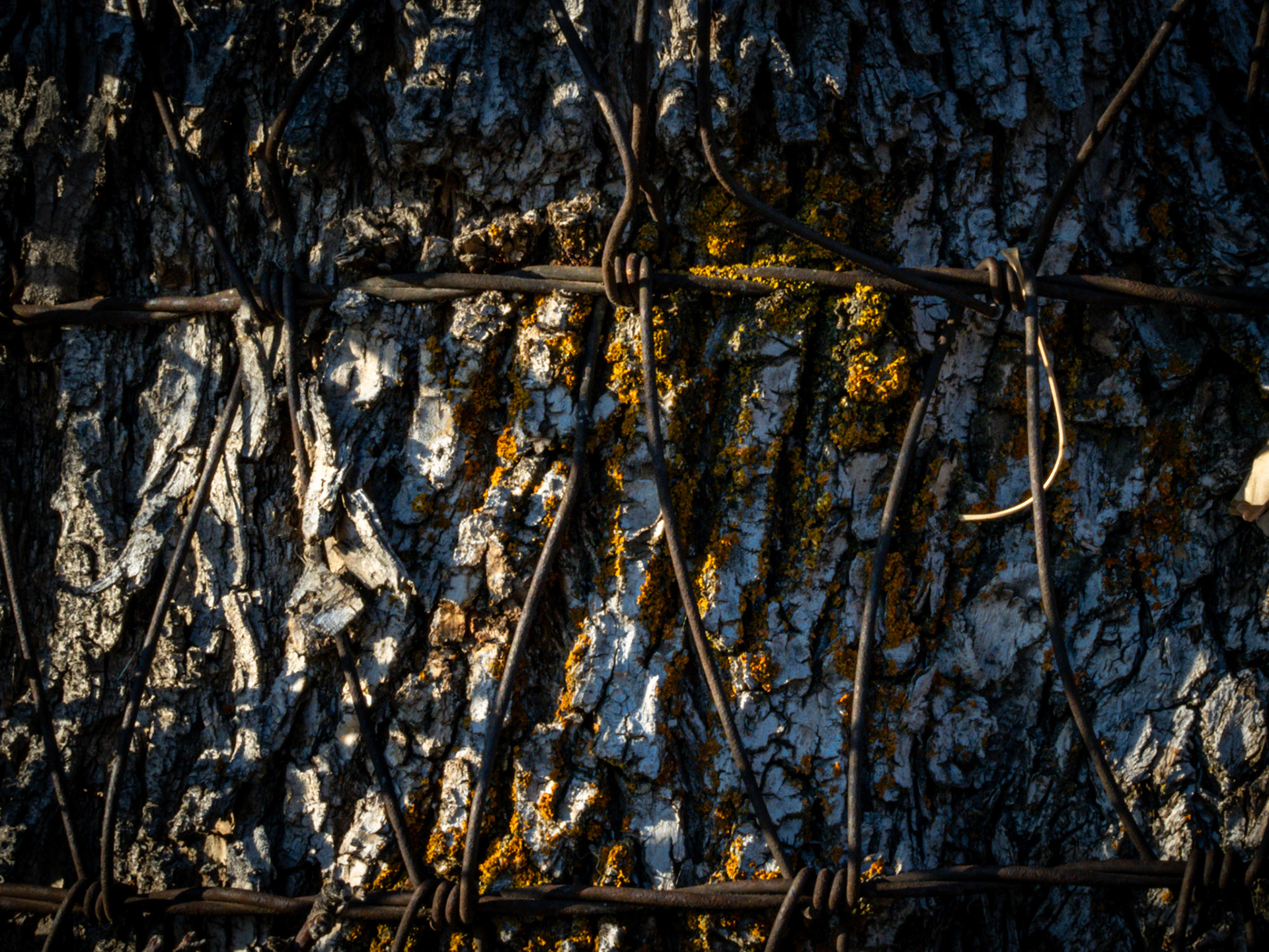 26/365 Embedded