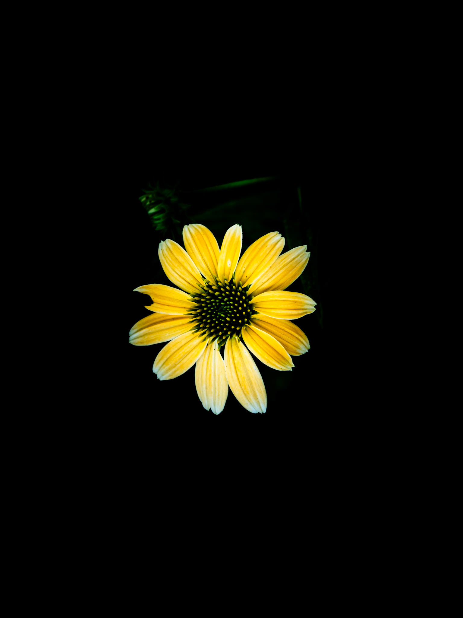 Not very purple is it. I double checked with my plant ID app and even the sample pictures have yellow flowers. Go figure.