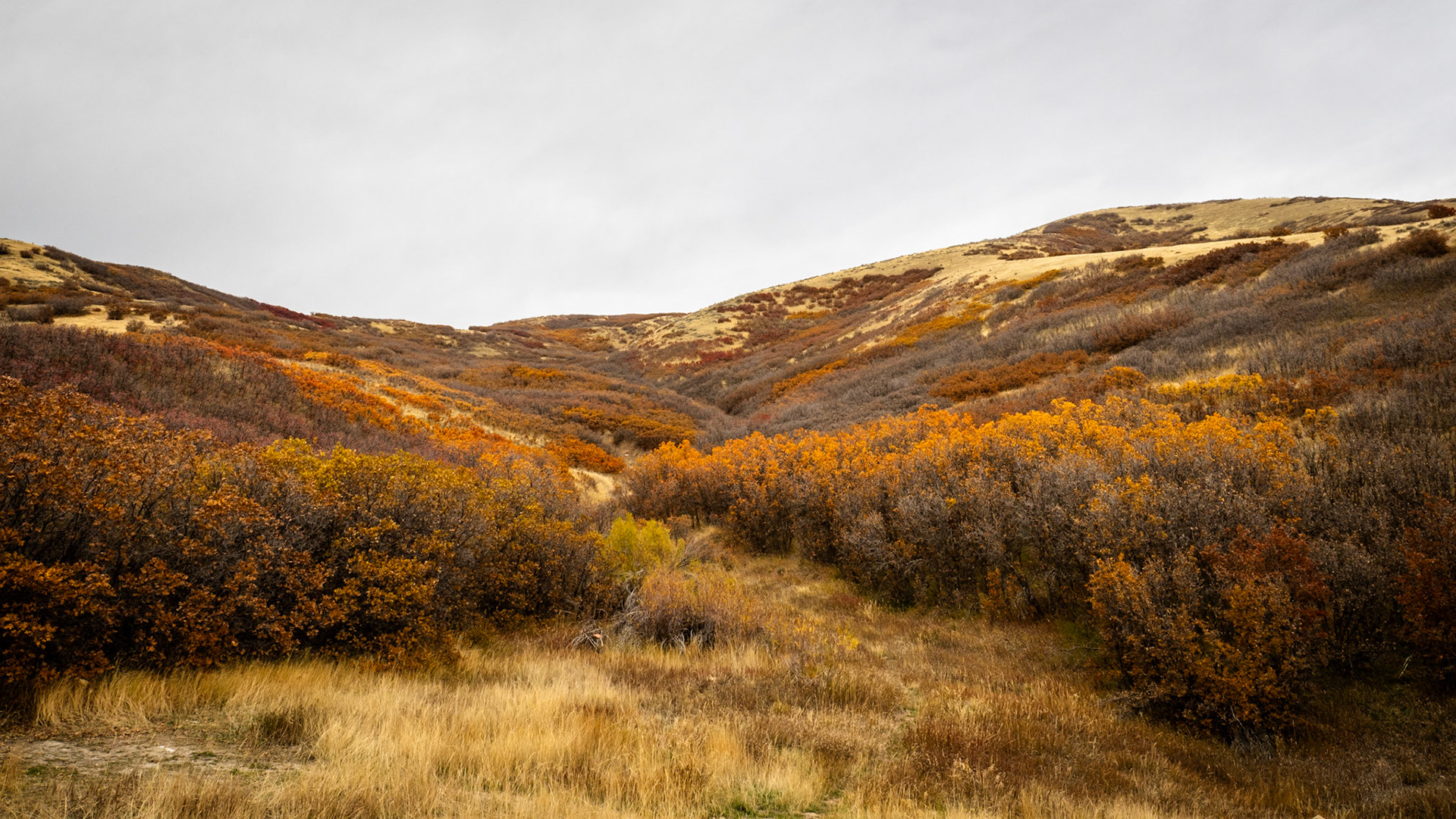 As the fall proceeds, the colors are peaking in town. But higher in the mountains they are turning rusty. Equally beautiful, just a little more subdued.As the fall proceeds, the colors are peaking in town. But higher in the mountains they are turning rusty. Equally beautiful, just a little more subdued.#photographersunited #picturesinyourneighborhood #saltlakecity #utahphotographer #OMSYSTEM