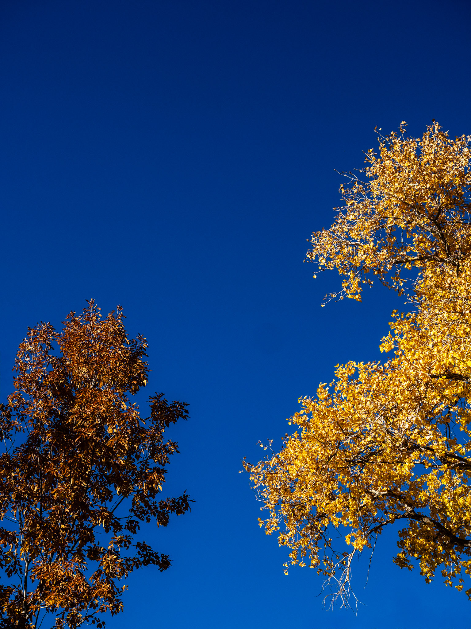 The problem with beautiful fall days is you never know if this day is going to be the last beautiful day of the fall. So you need to get out to enjoy it.