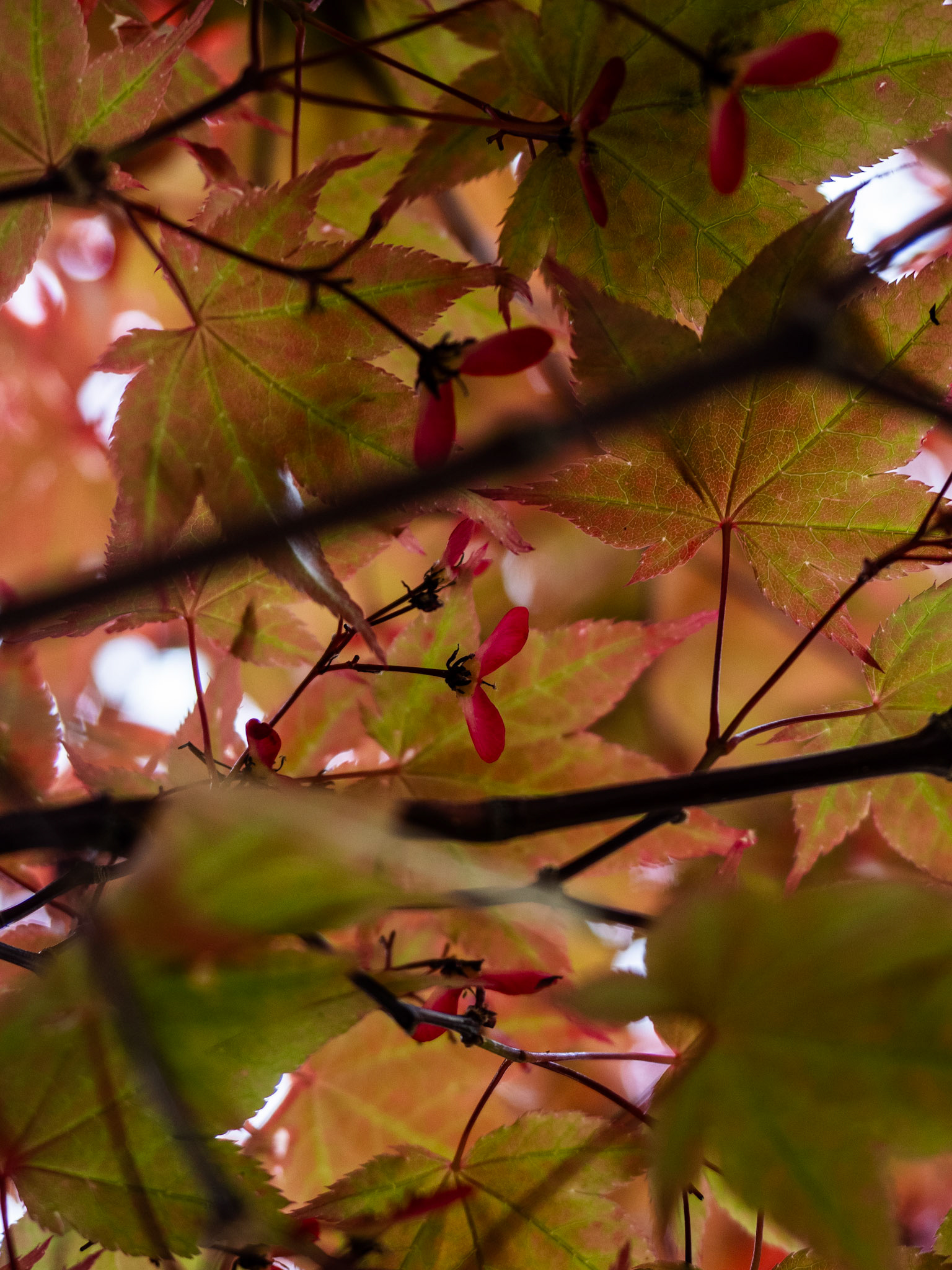 When I was growing up, we called these red maple tree seeds helicopters and had a wonderful time playing with them. I may seek them out in a few weeks.