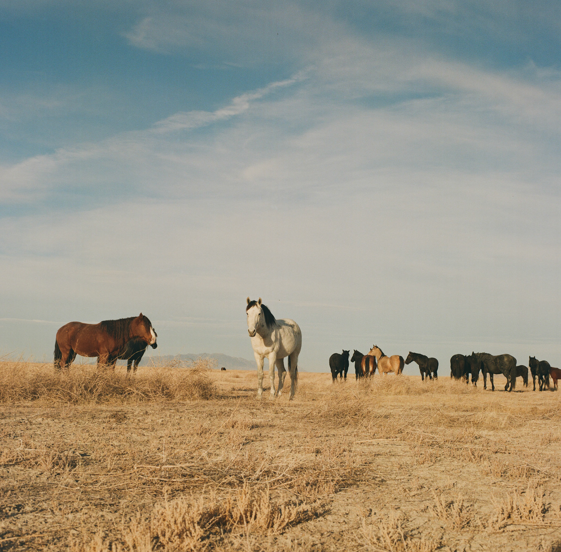 Part of the Onaqui wild horse herd on the West Desert, their stance reminds me of an album cover.