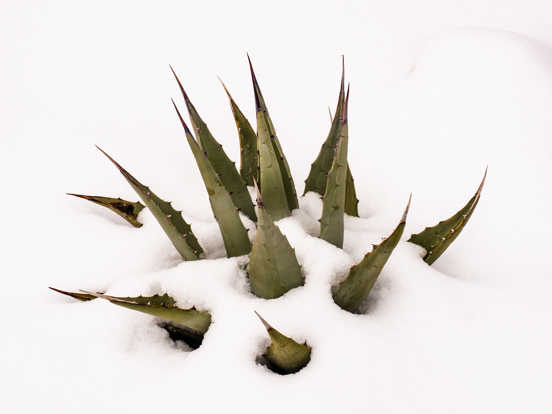 47/365 Parry's Agave