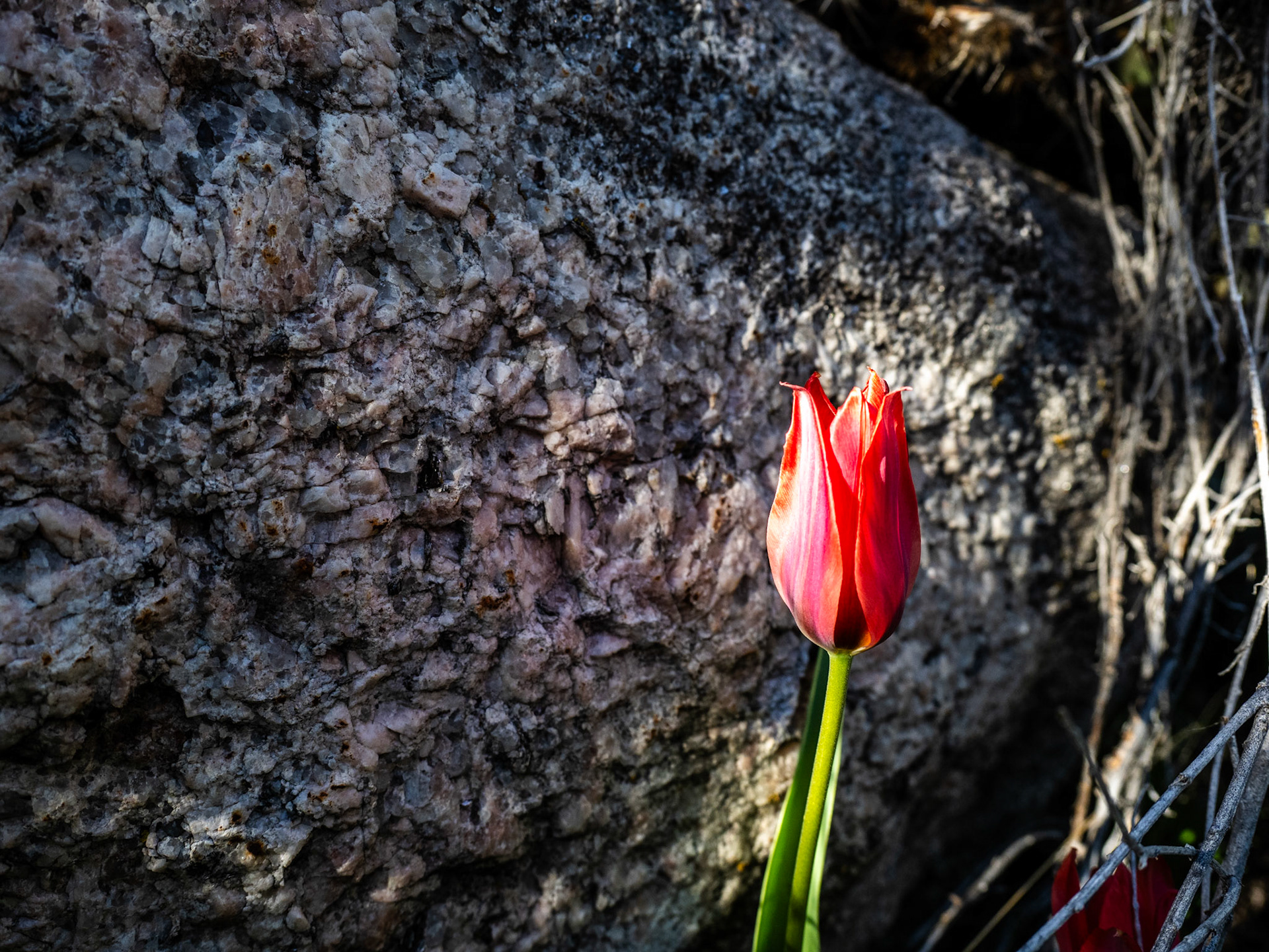 This red Garden Tulip looks stunning against the backdrop of a granite boulder.