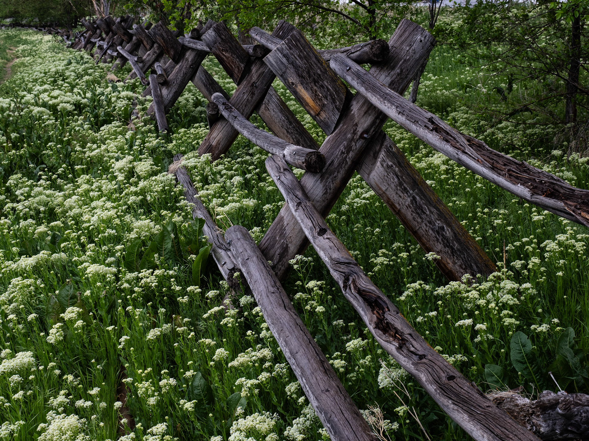 Yep, the name for that type of fence is buckrail. And the white flowers, whitetop. The things you learn when you are making pictures in your neighborhood.