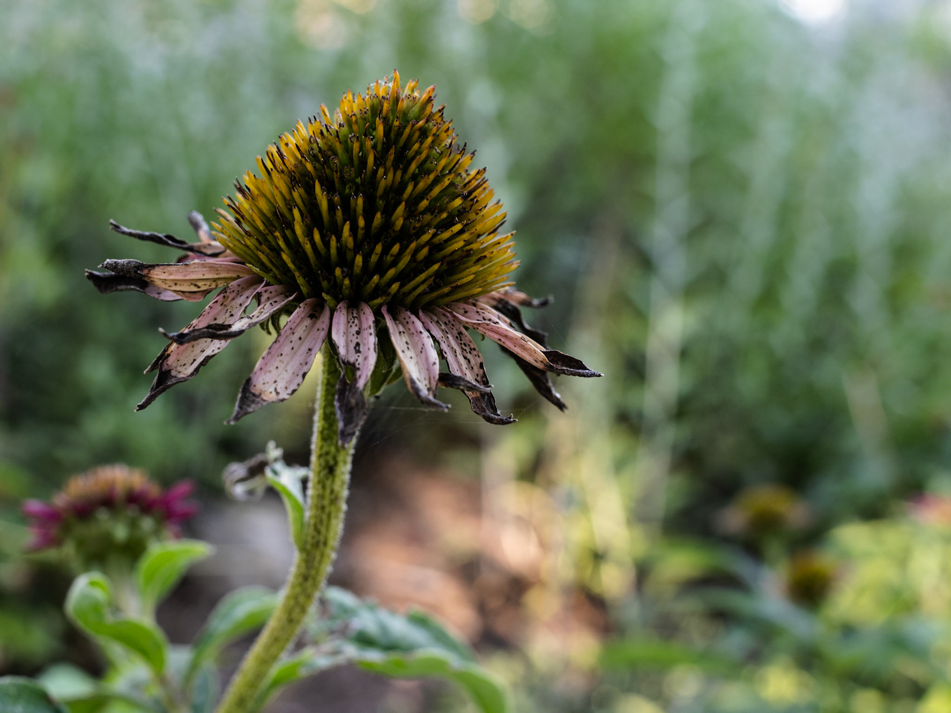 As we are at the end of July, the flowers are looking a little tired. And this Purple Cone Flower is looking a little sunburned. BTW, my plant ID app thinks it looks healthy.