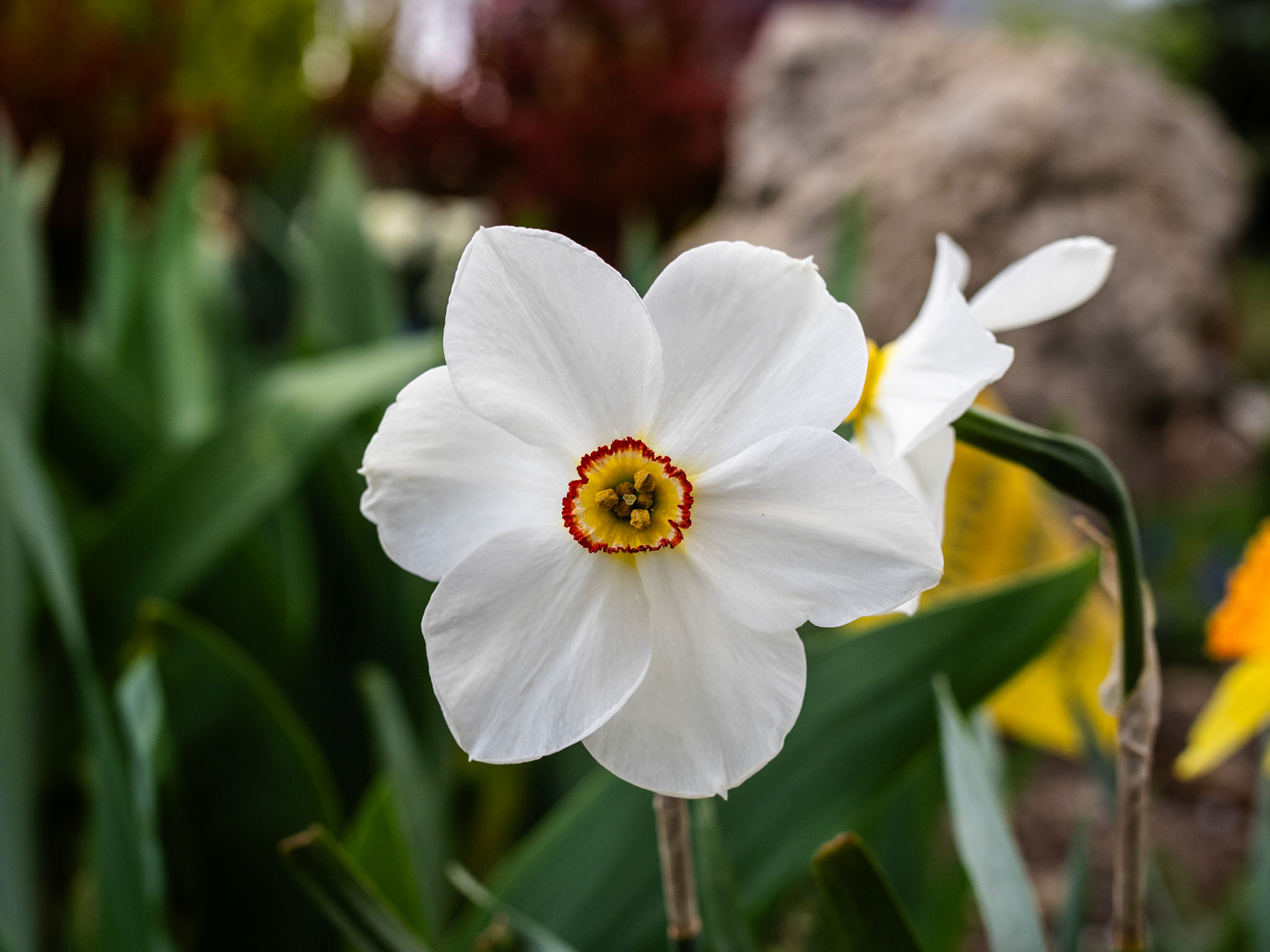 106/365 Poet's Daffodil