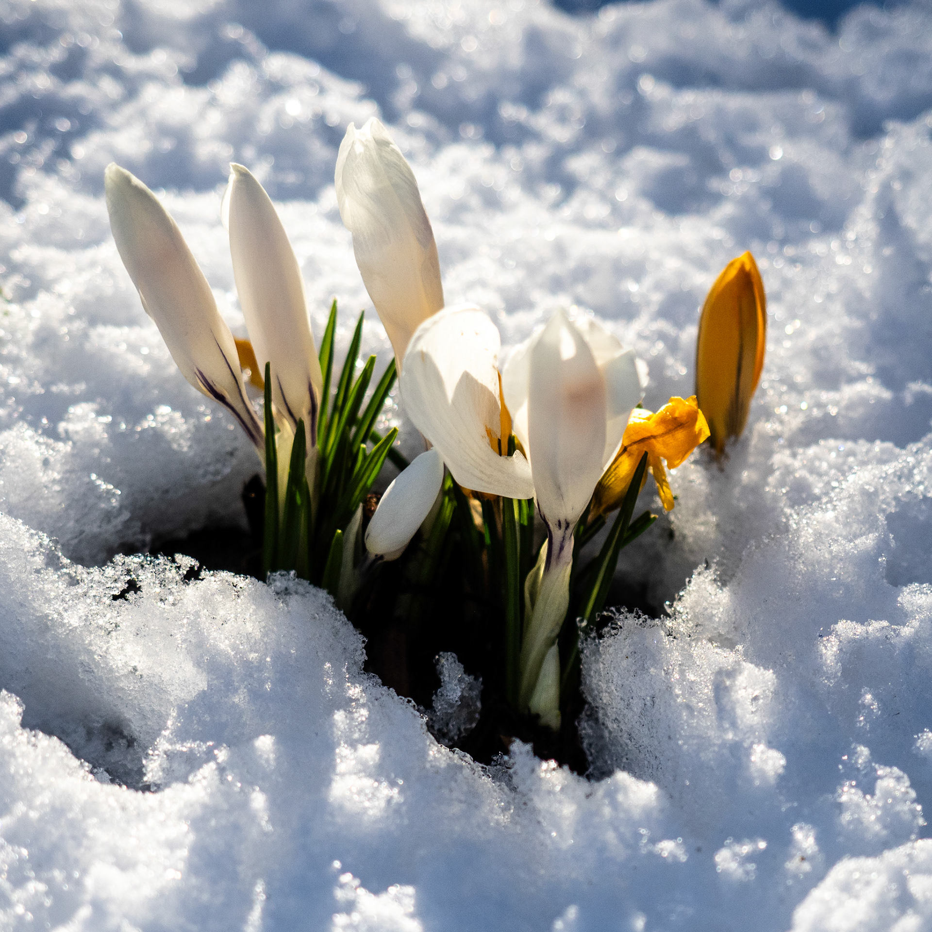 We had a winter storm blow through yesterday, dropping more than 8 inches of snow. And these guys persevered, coming out looking marvelous.