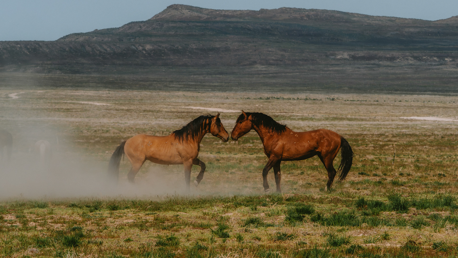 These two old, or young, friends are glad to see each other.