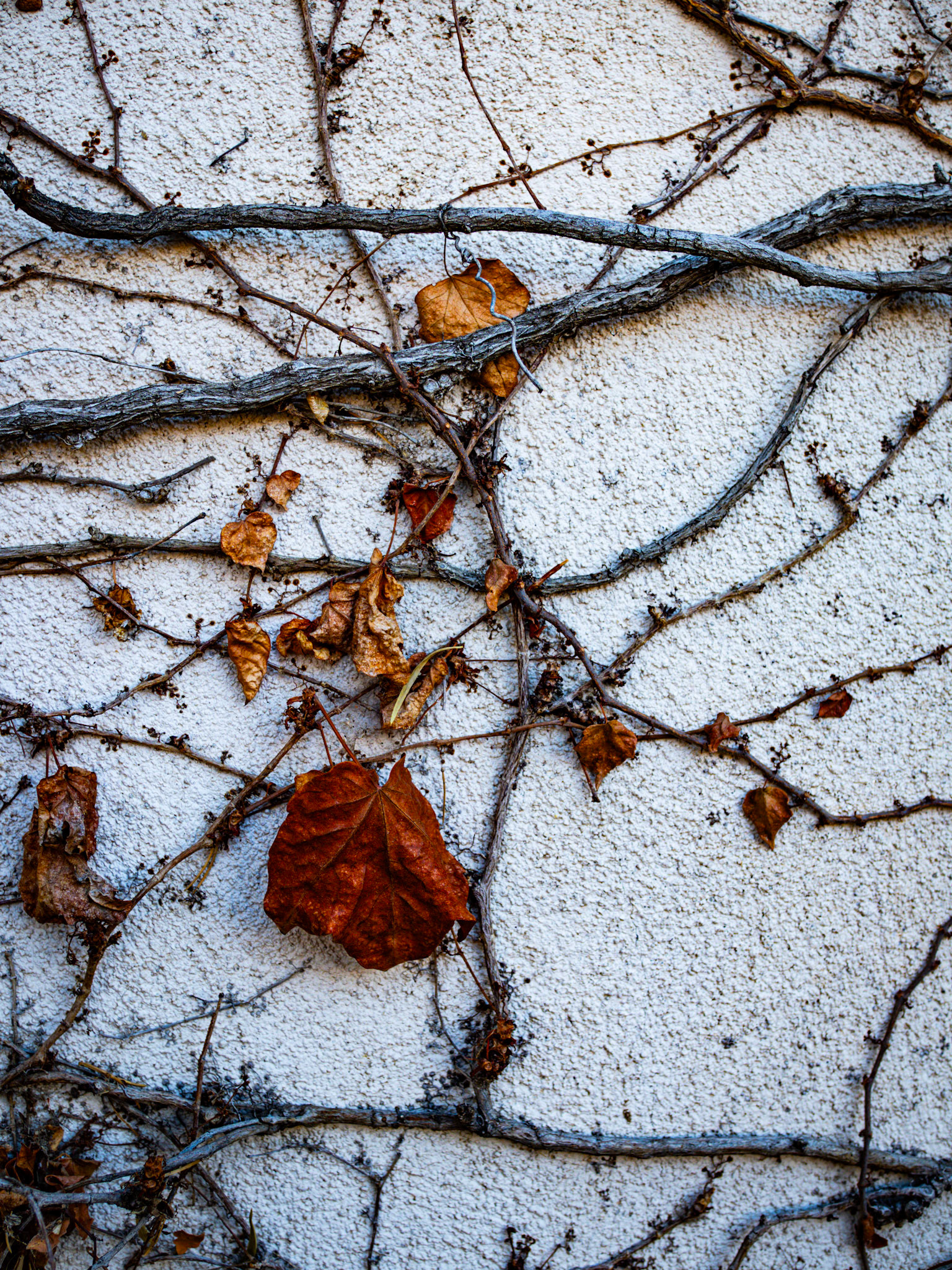 20/365 Last Leaf