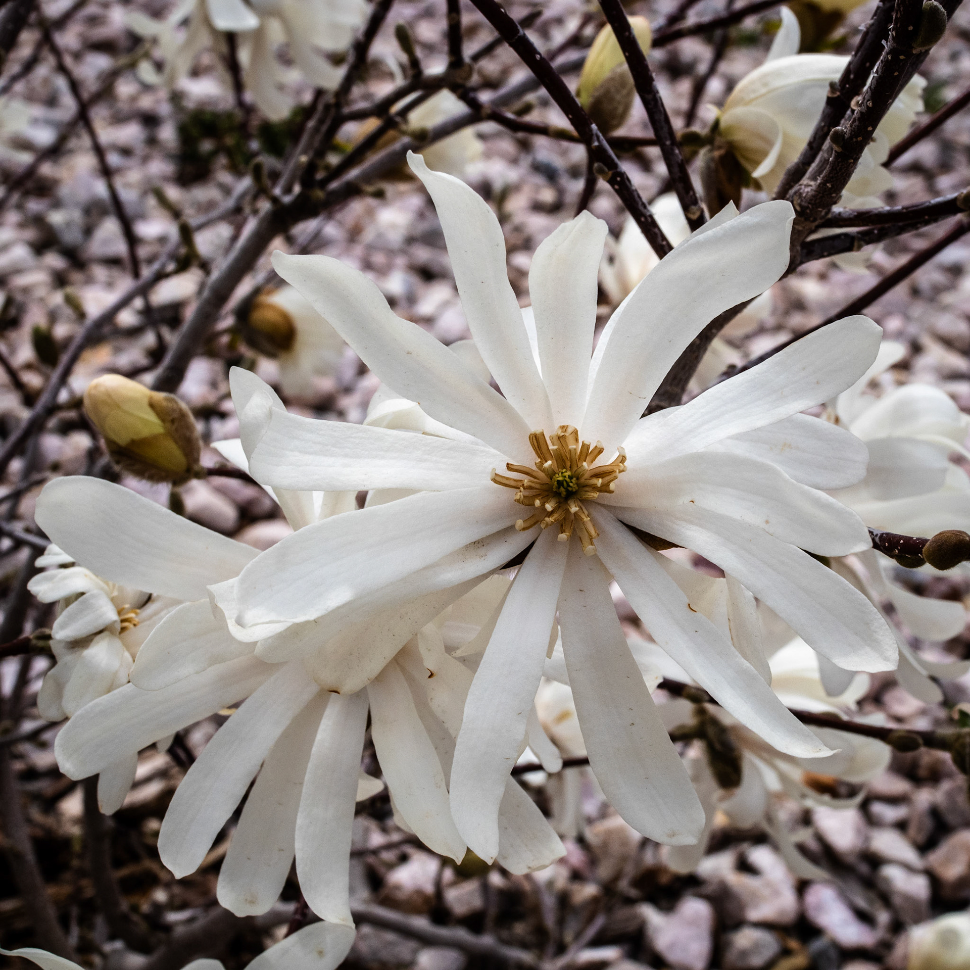 89/365 Star Magnolia