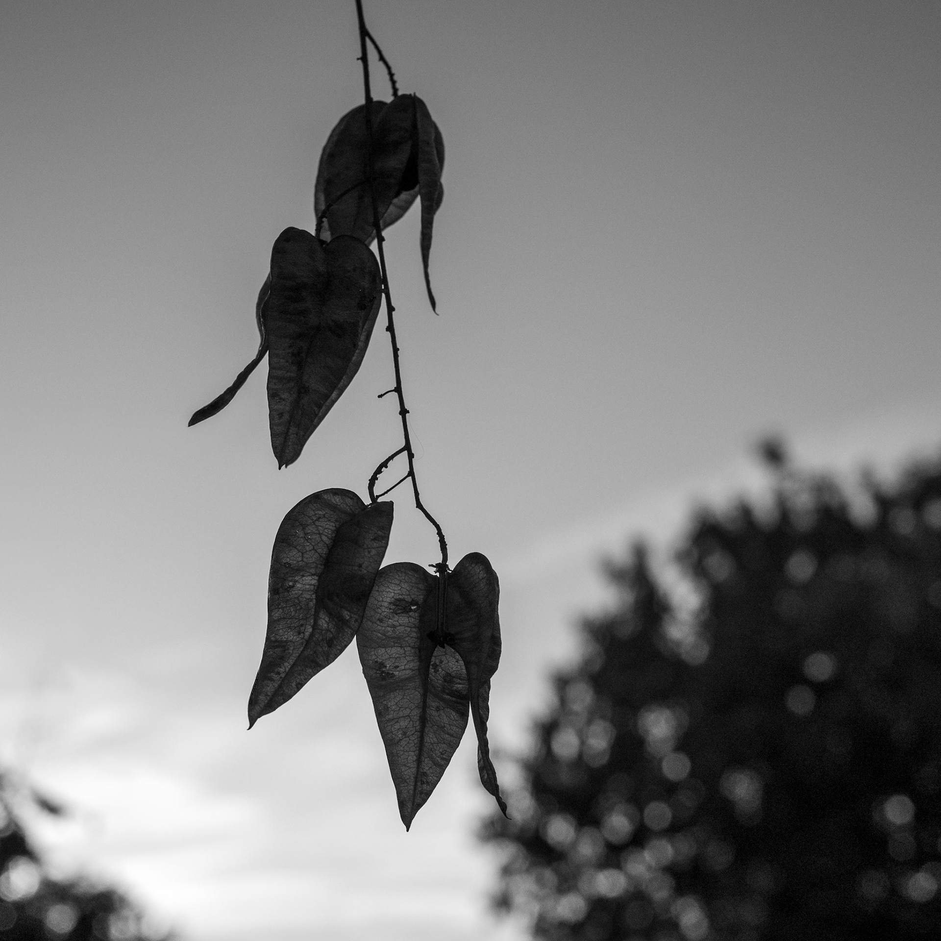 These Golden Raintree pods are silhouetted against the western sky just before sunset.