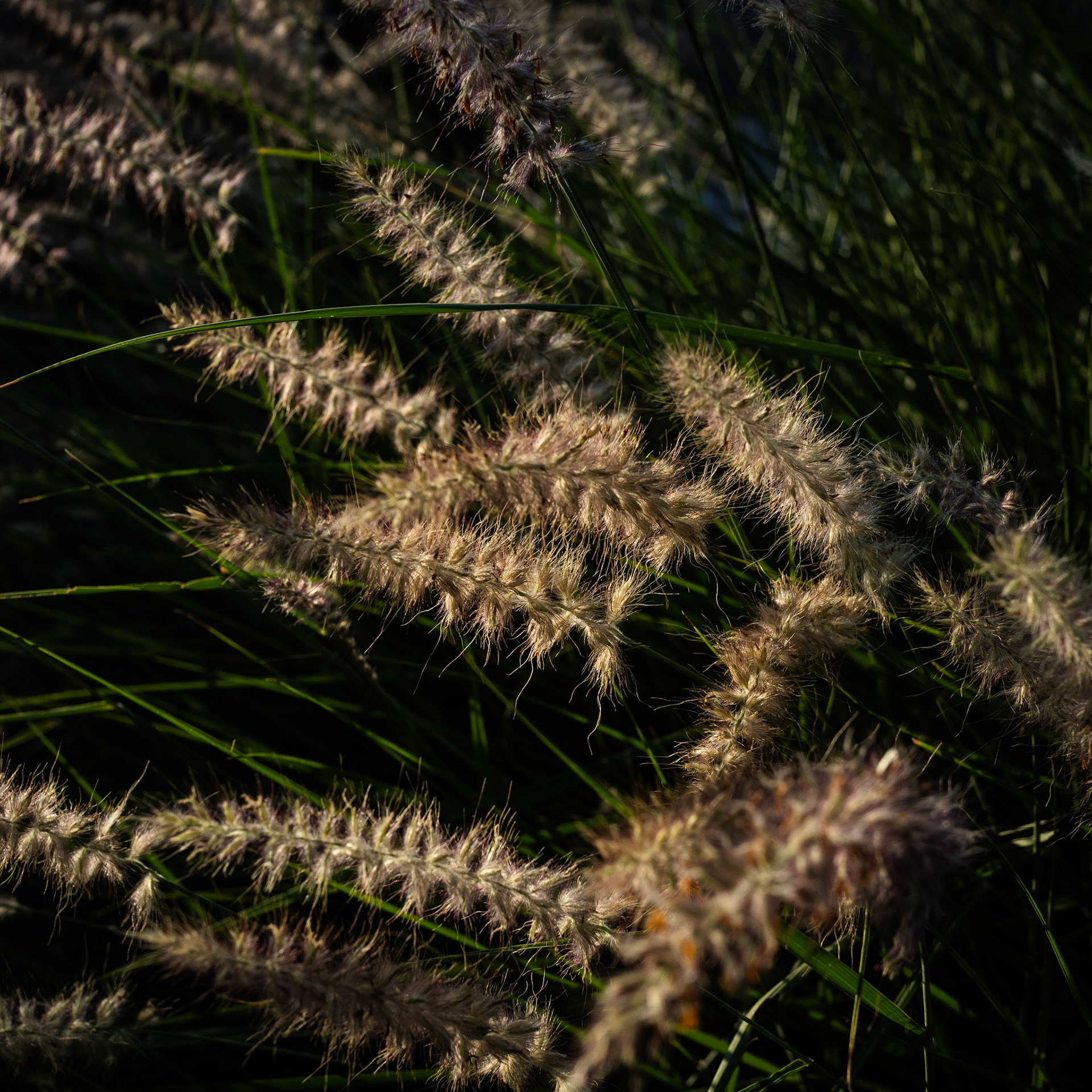 This bunch of Crimson Fountain Grass caught my eye while my wife and I were out for a walk this evening. Its a beautiful evening BTW.