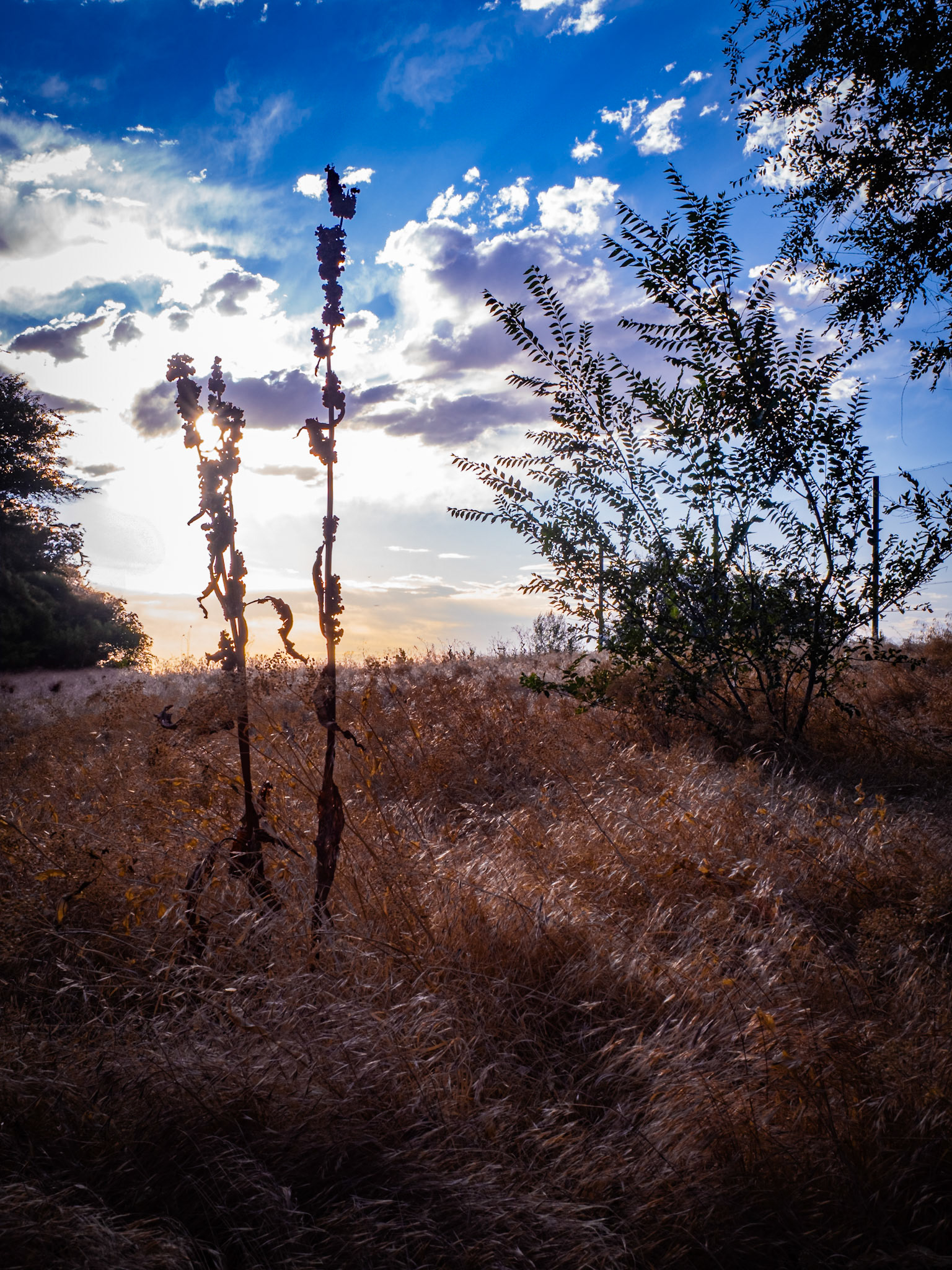 I captured this on a walkabout the neighborhood with my wife this evening.