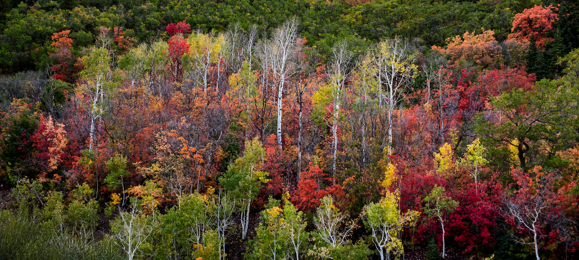 This is my favorite fall colors picture. I stopped at a trail head overlooking the valley on the Alpine Loop just east of Alpine, Utah. I was focused on the valley in front of me with all the wonderful Aspen gold. As I was getting ready to leave, I turned around and saw this. It was a great reminder to always “check 6.” You never know what wonders are behind you.