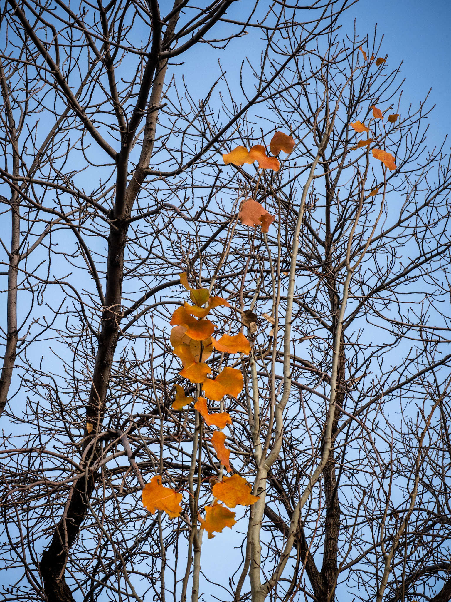 I am still seeing splashes of color in the Salt Lake Valley.